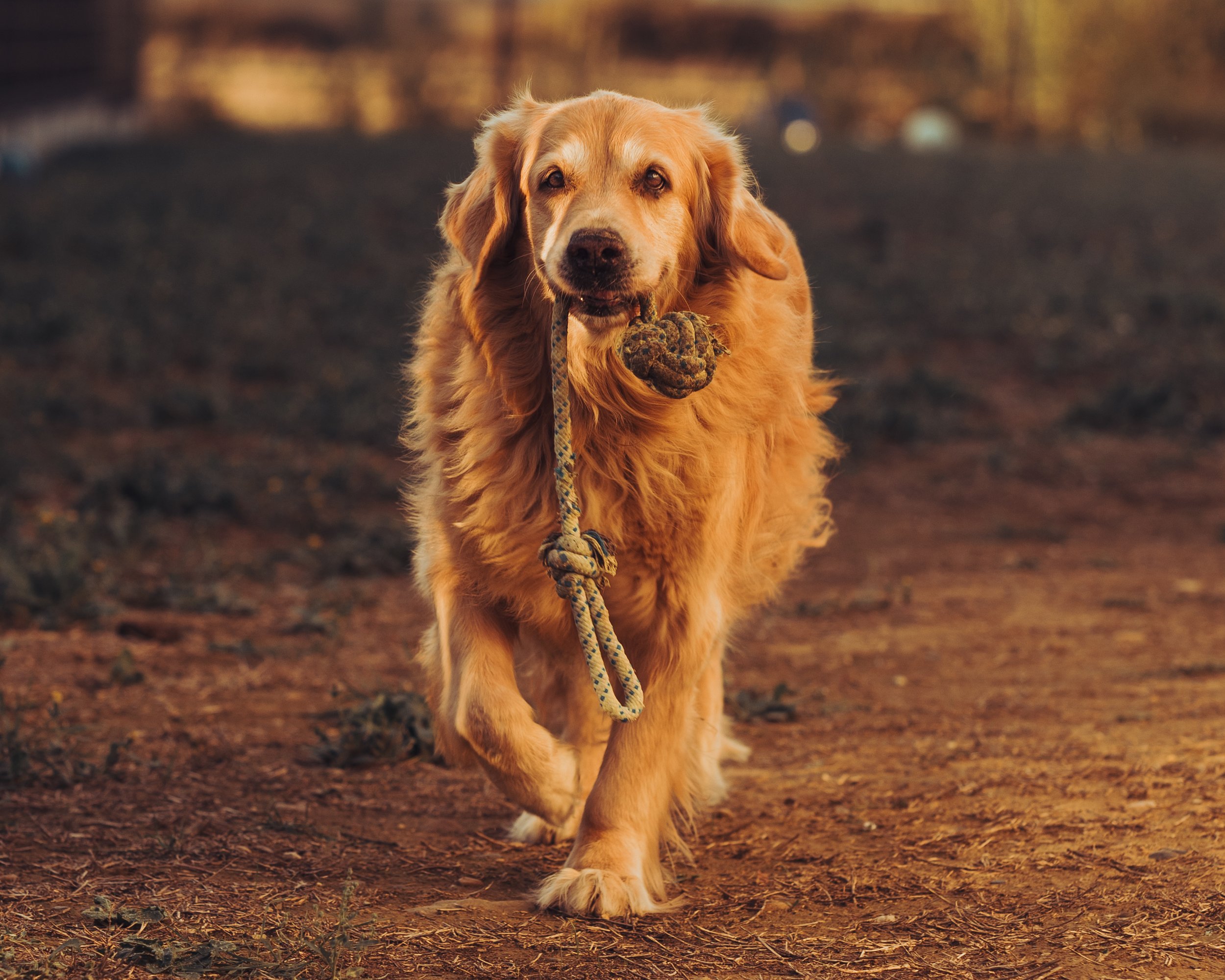 Photos chien Toulouse