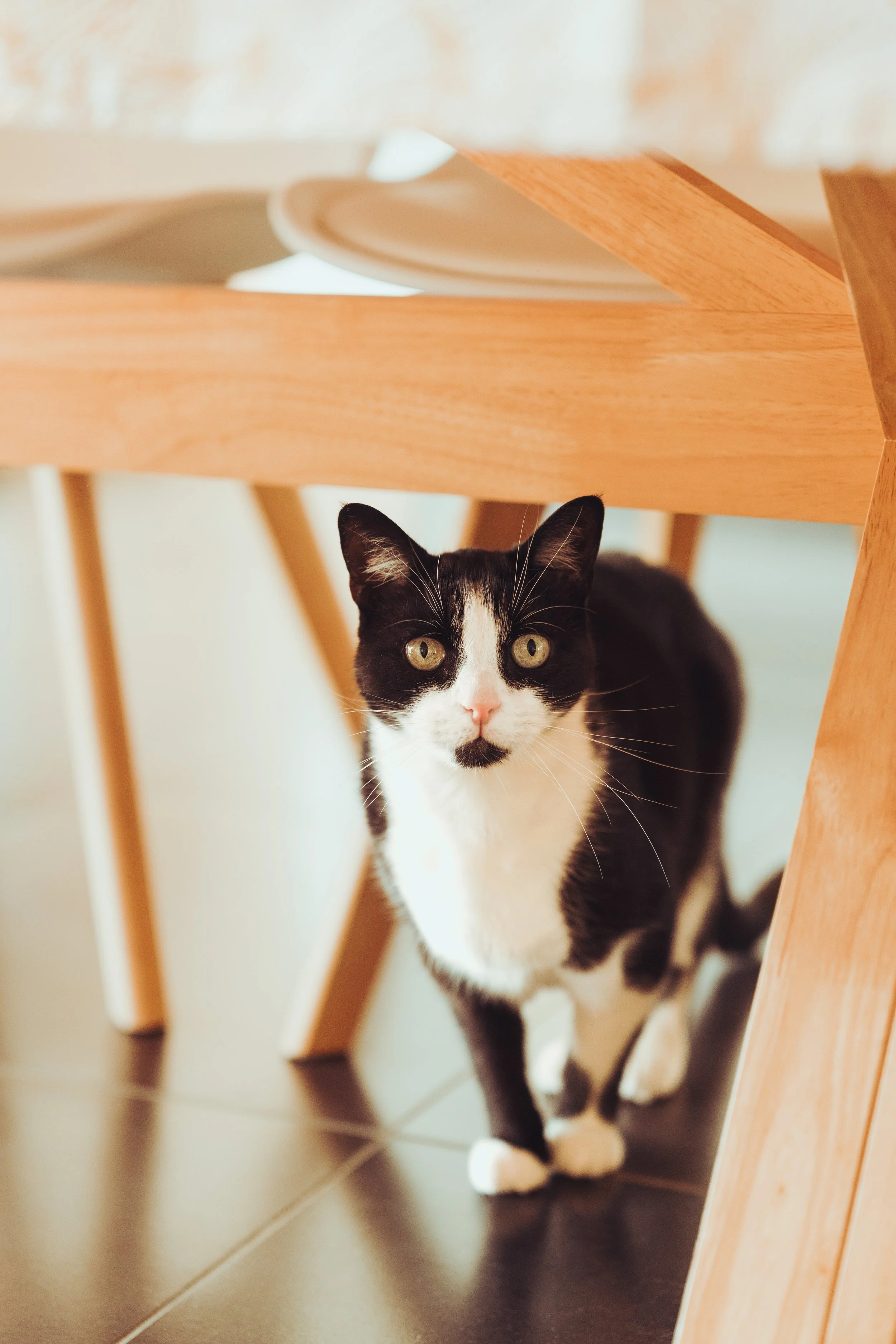 Chat noir et blanc sous une table en bois.