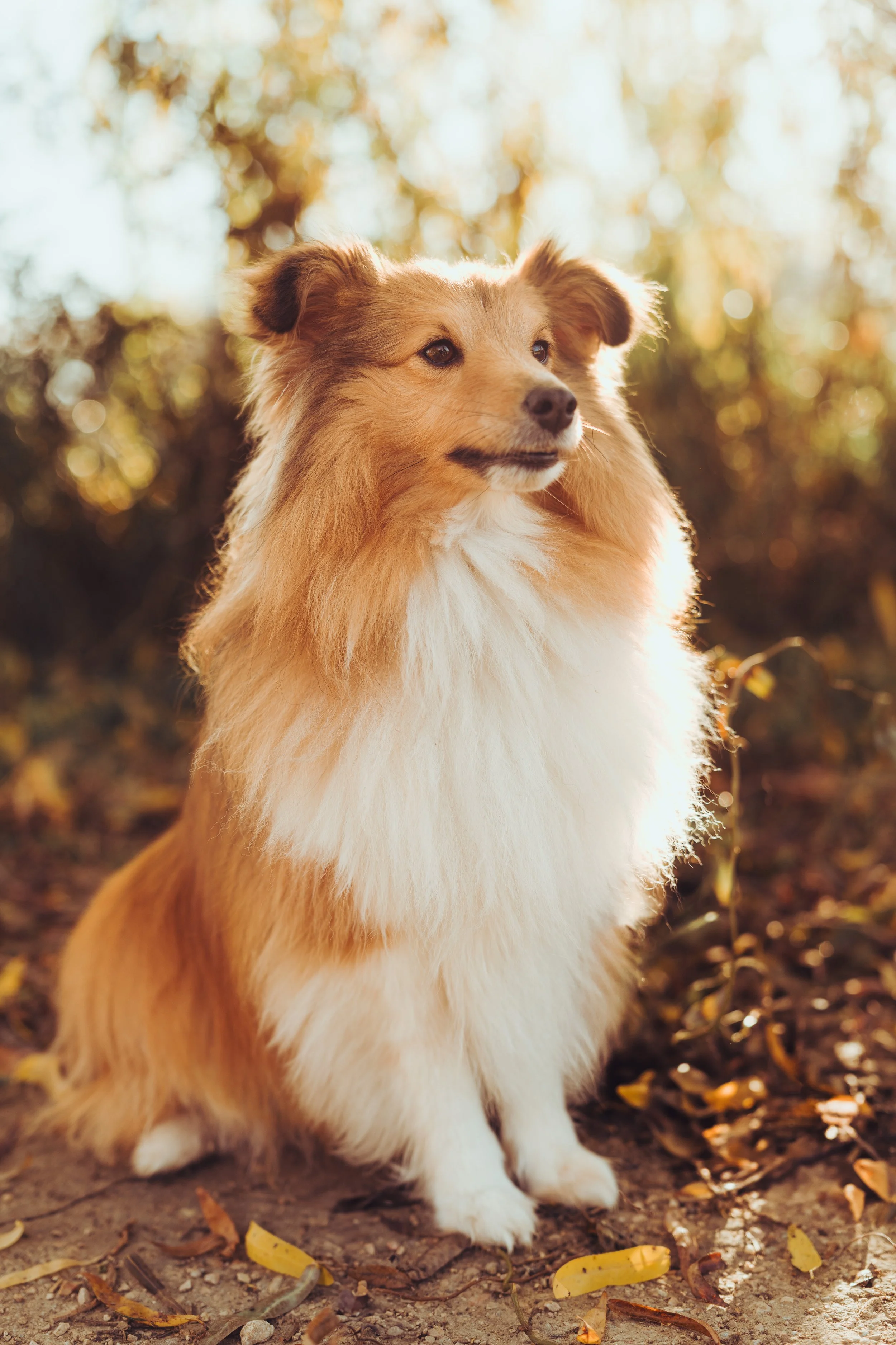 Photos chien Toulouse