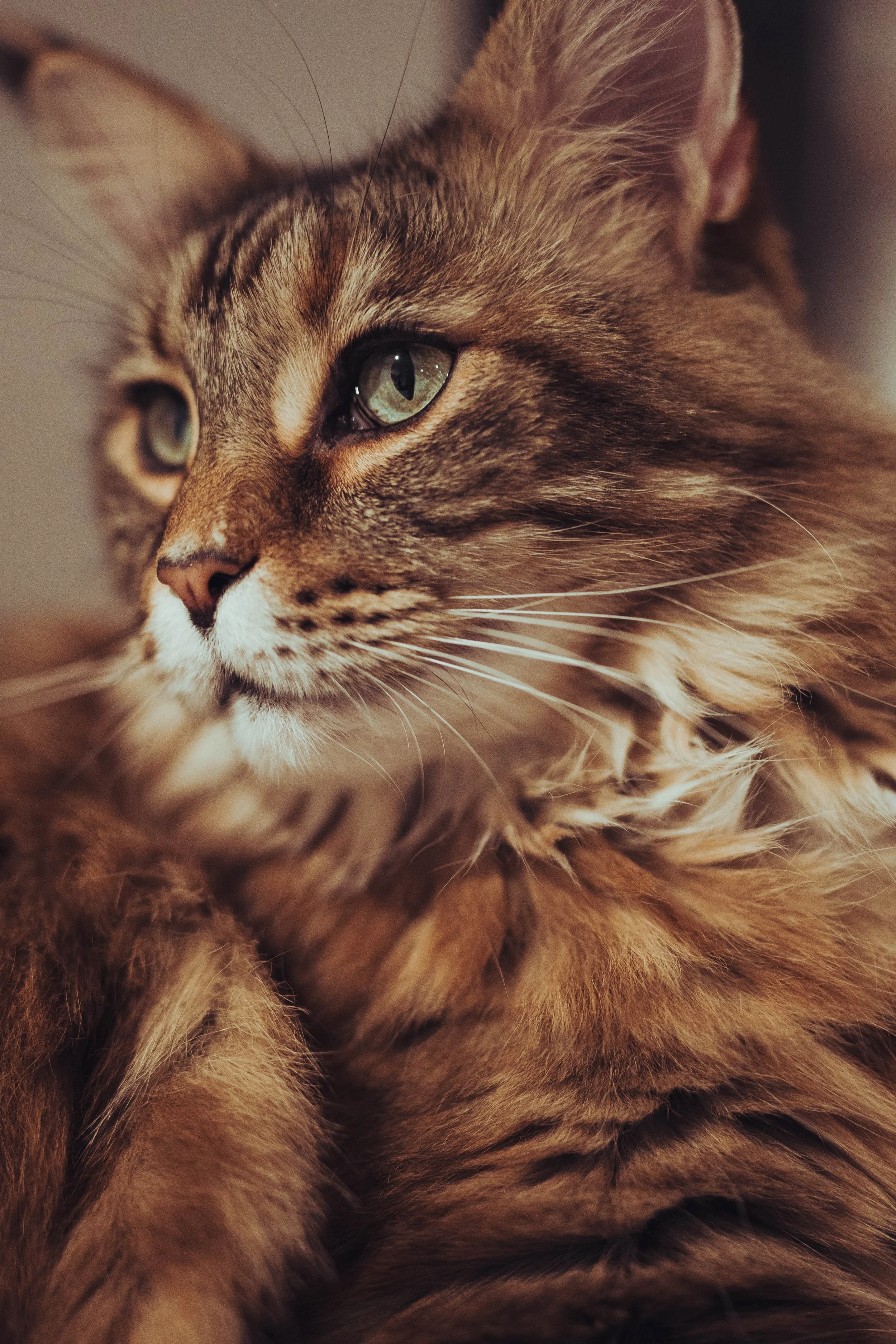 Photos chat Toulouse