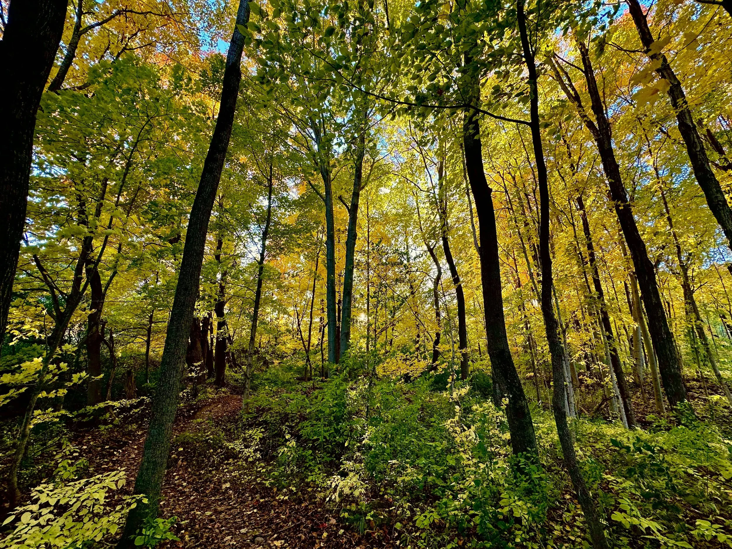 Dense forest of tall green trees representative of steady growth and healing
