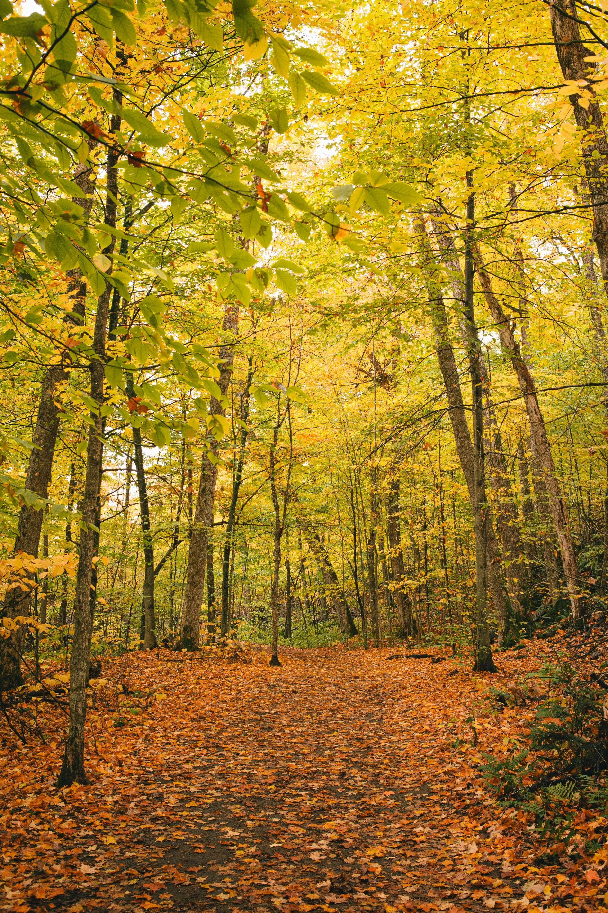Golden autumn forest path representative of moving forward and healing from trauma