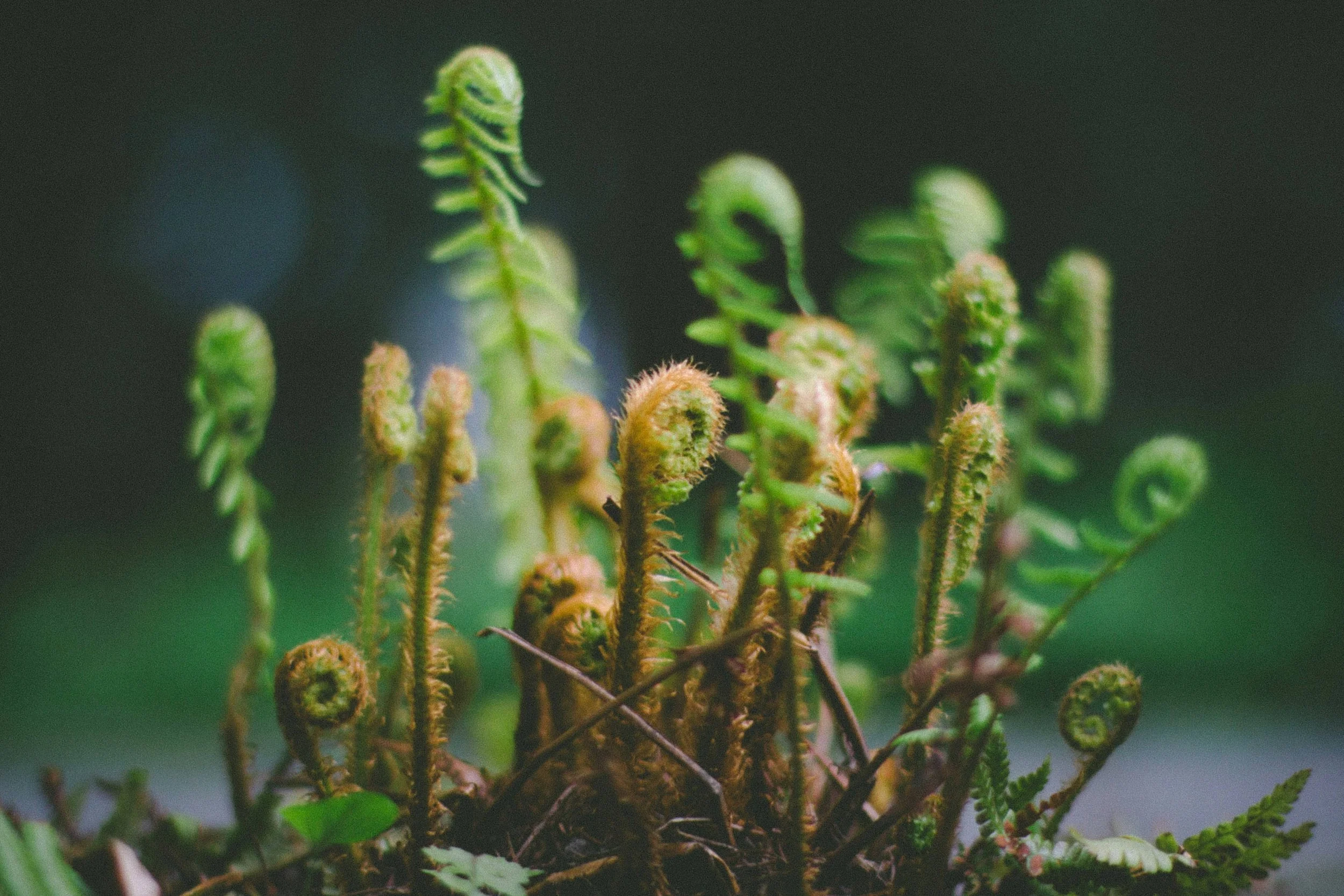 Fiddlehead ferns beginning to open representative of new growth and healing