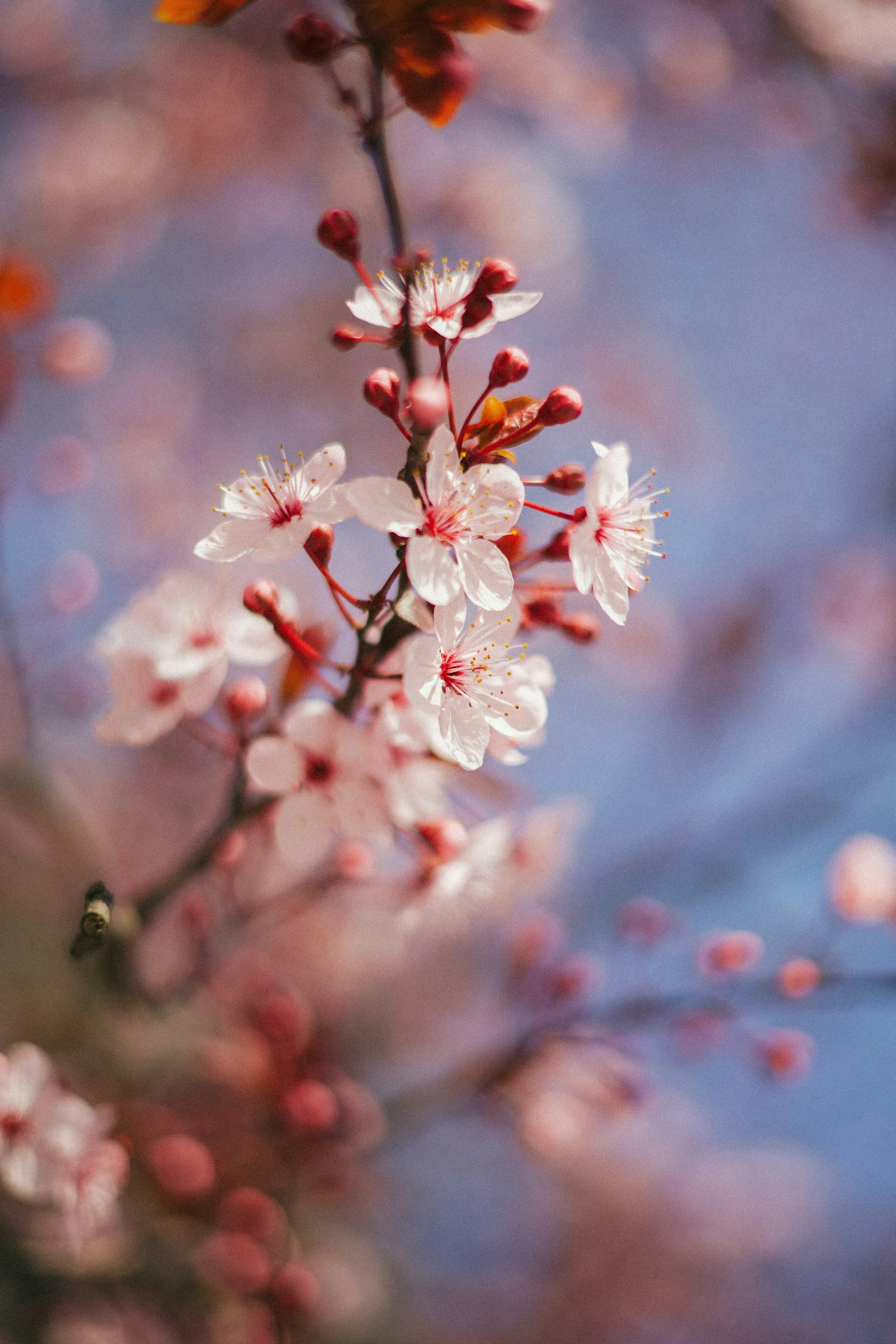 Blooming branches against a blue sky representative of healing relationship wounds