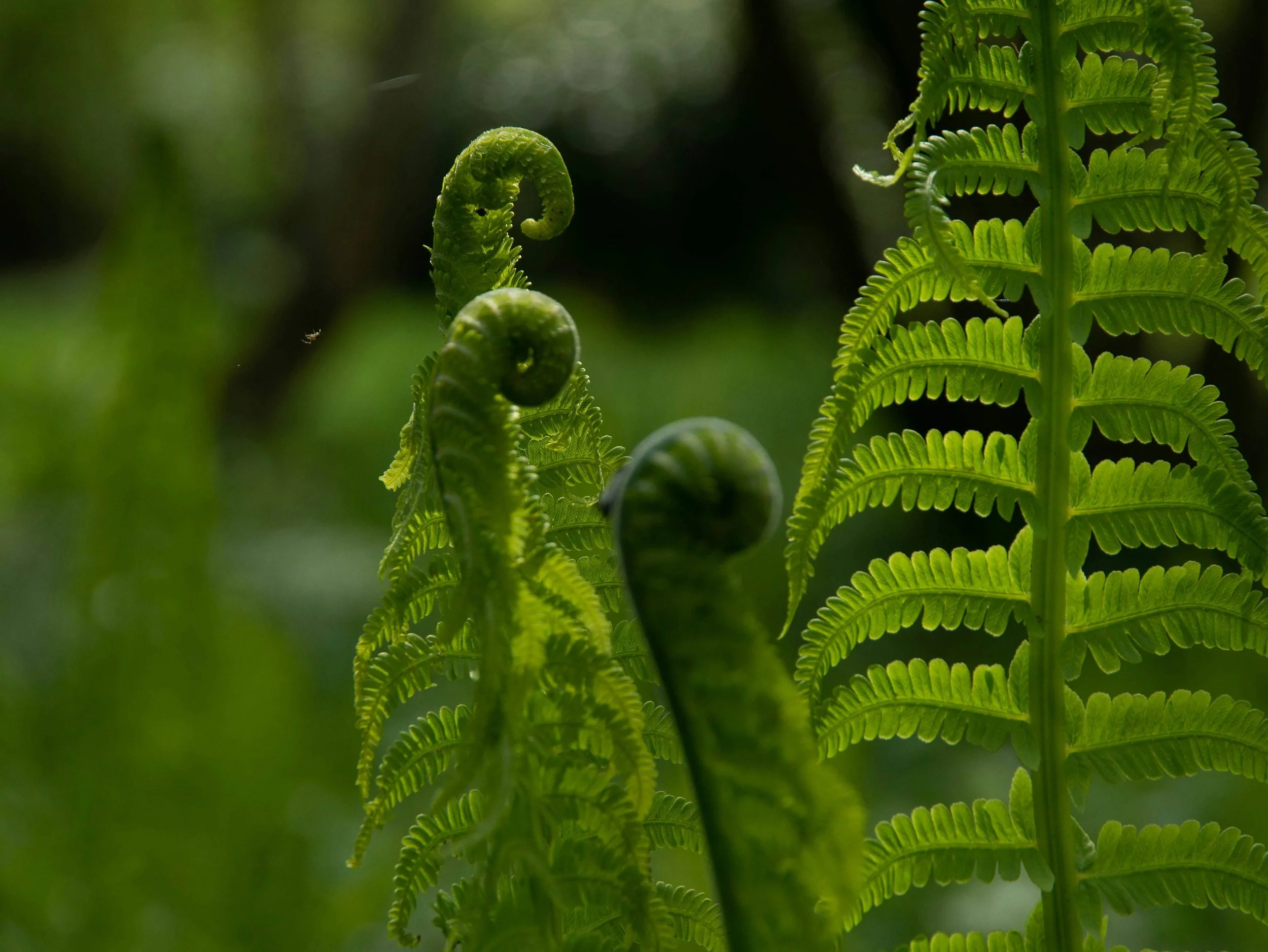 Young fern fronds unfurling representative of new growth and healing