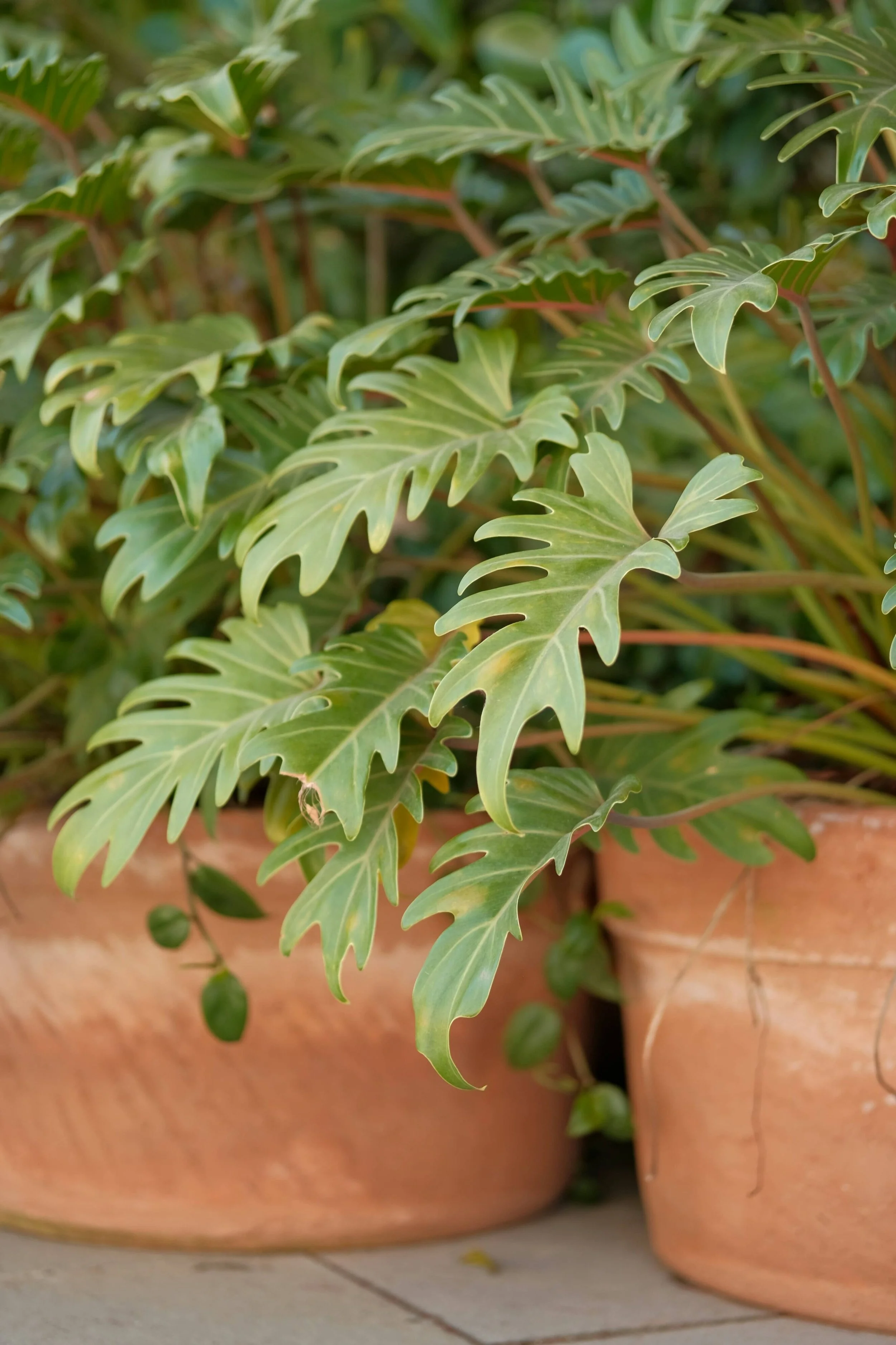 Thriving potted plants representative of steady personal growth