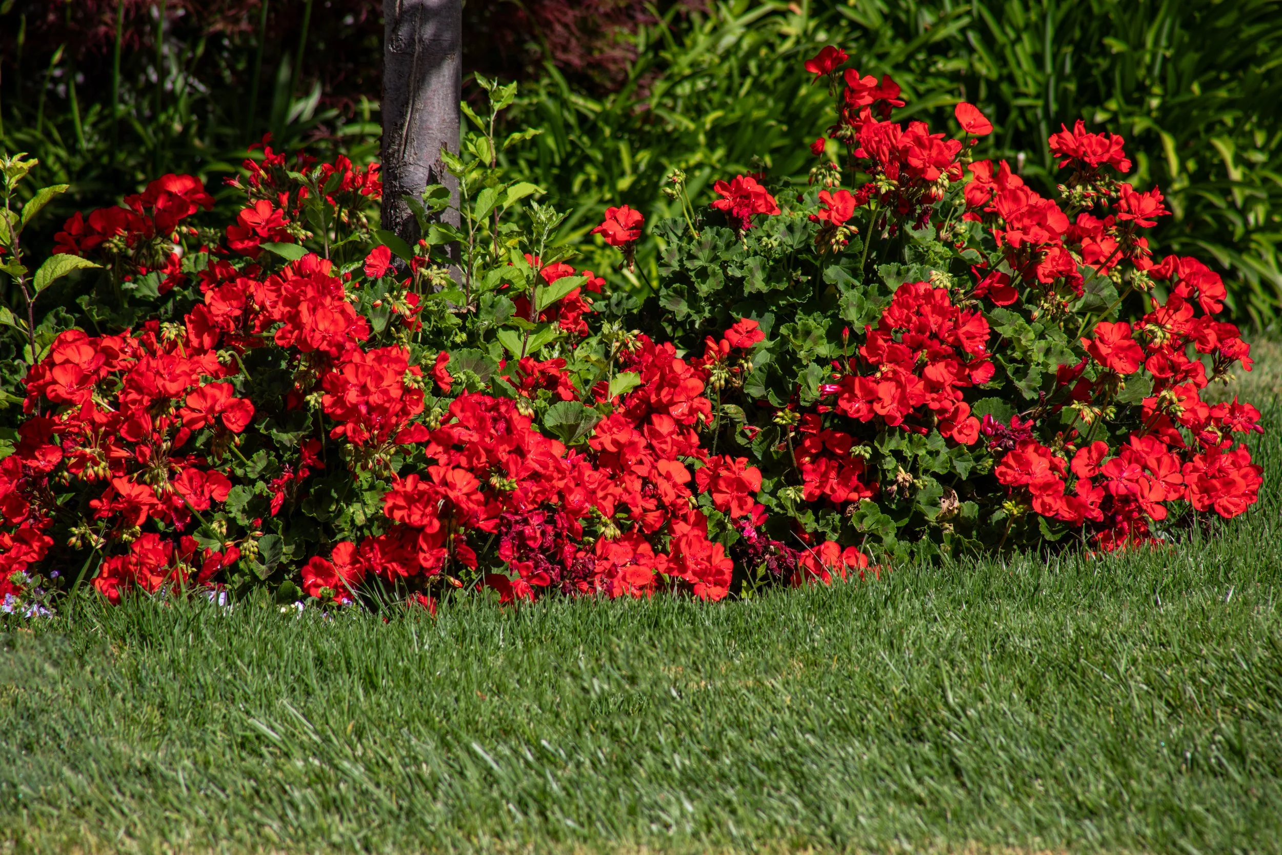 4-Bay Tree_Matt Anello-9859-Edit-MLS.jpg