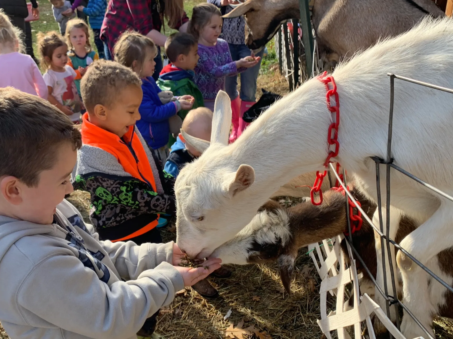 Kids feeding goats