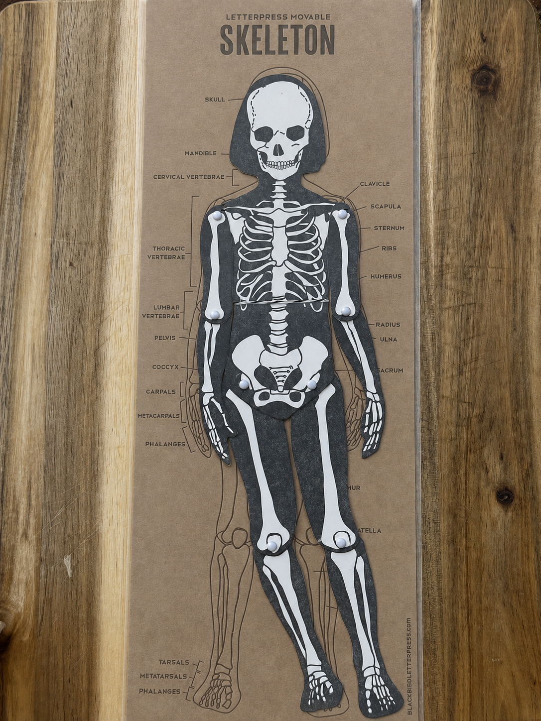 Skeleton Articulated Figure