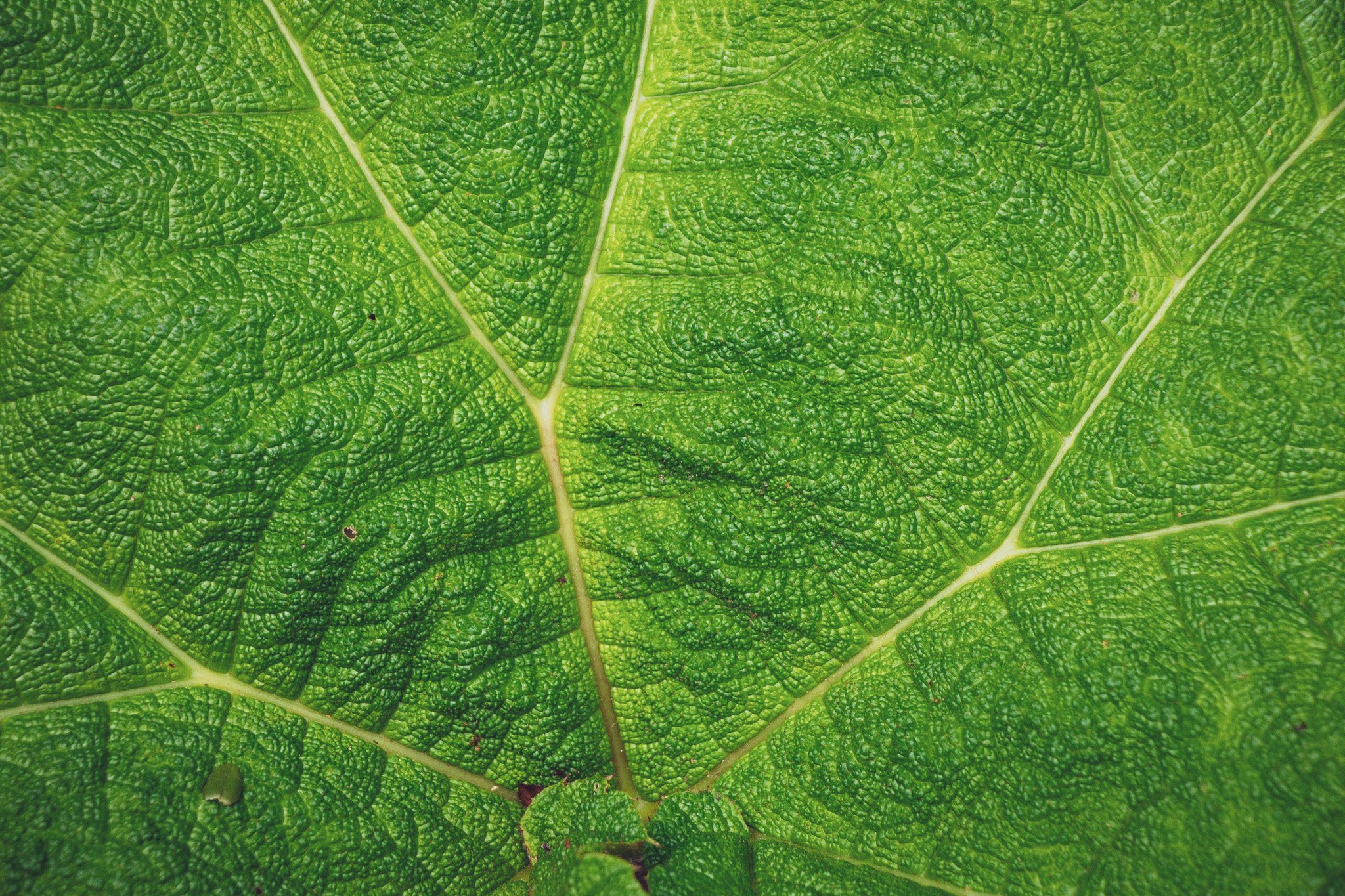 IMG_5605 Hoja de Nalca.jpg