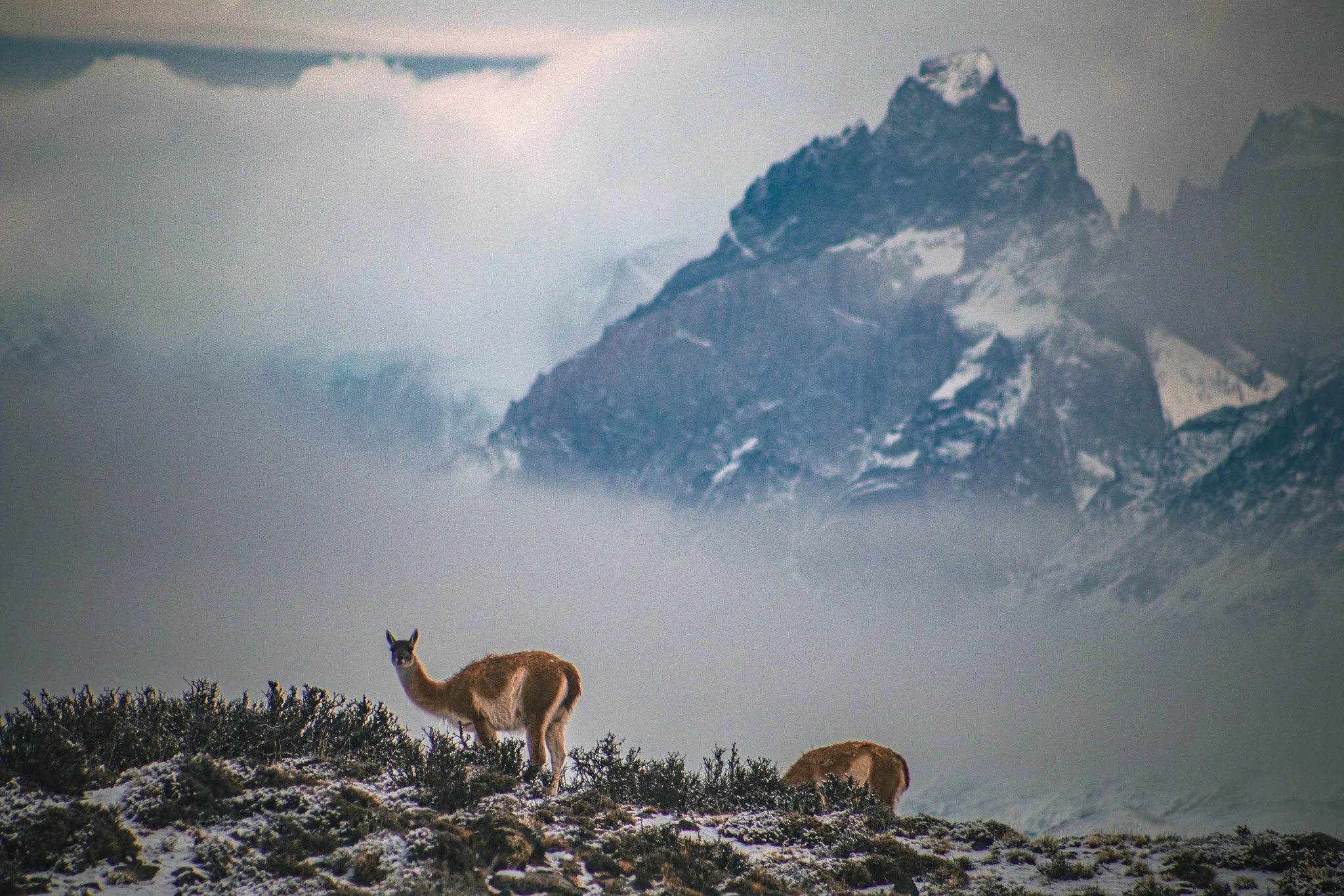 IMG_0421  Cuernos del Paine - Guanaco.jpg