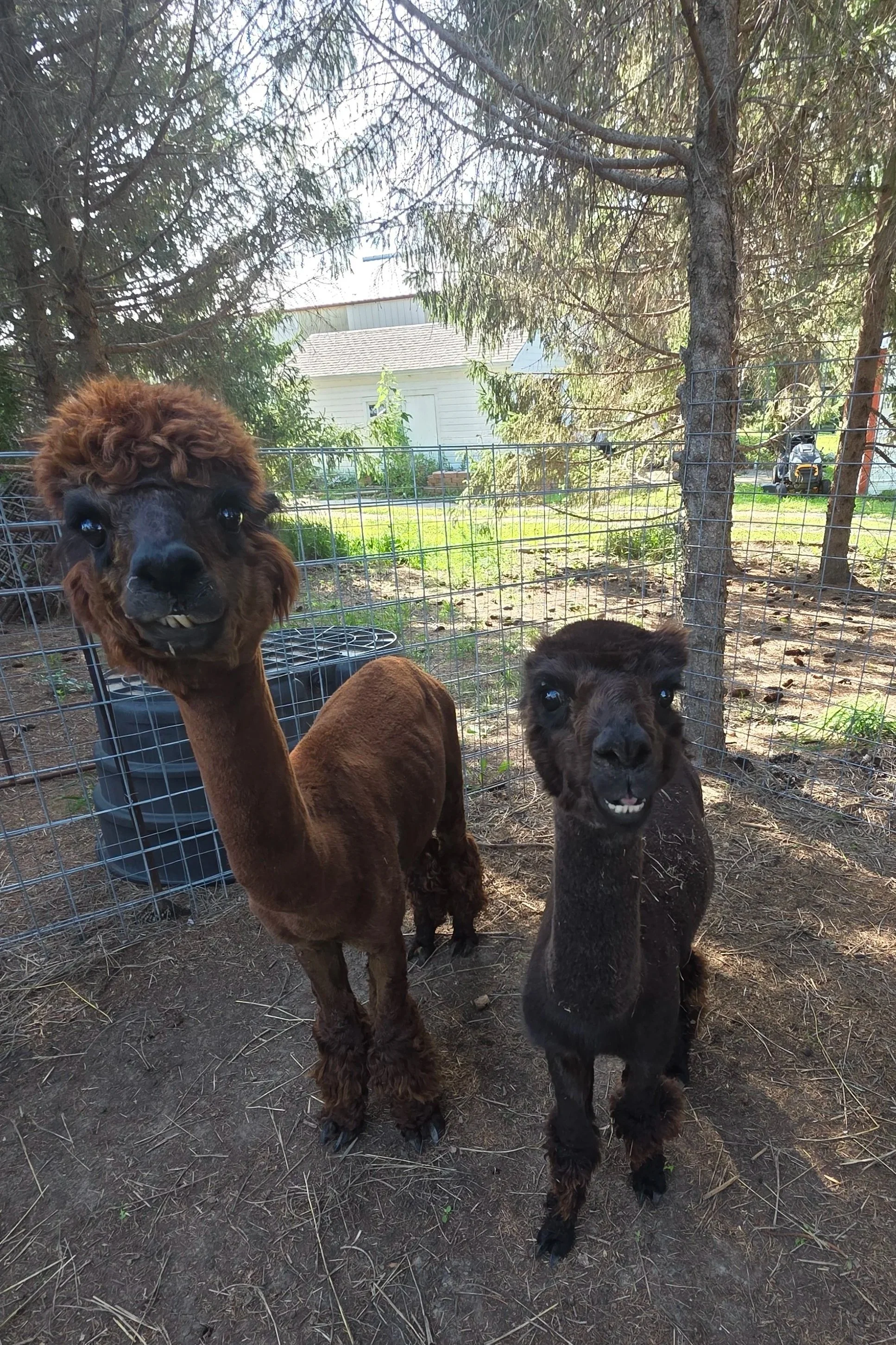 Two alpacas on a farm in Lincoln, NE - Matthew Creamer - Life Coach - Travel - Harvest Hosts