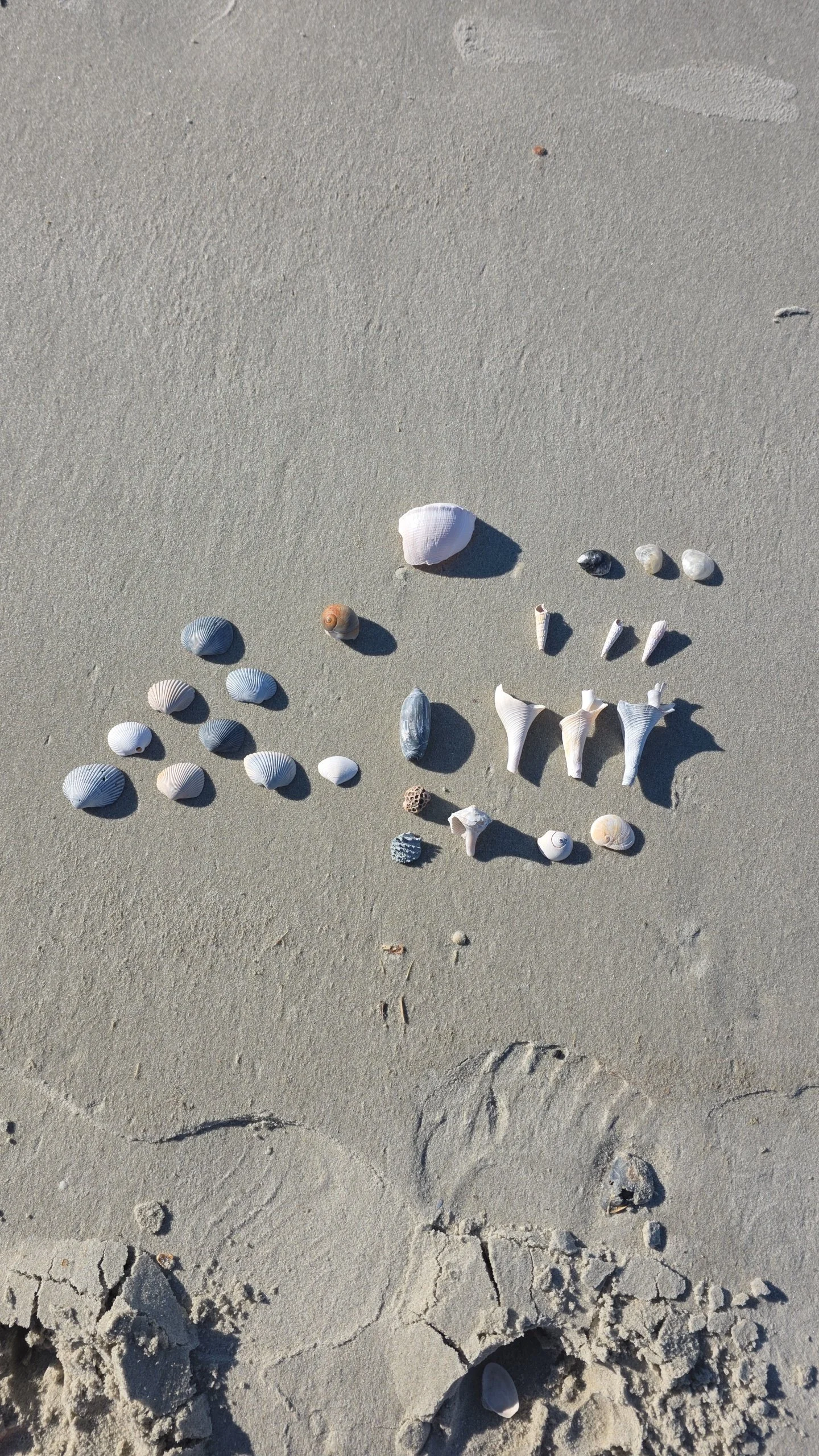 Matthew Creamer - Tybee Island, GA - Hone It Coaching - Seashell art on Beach