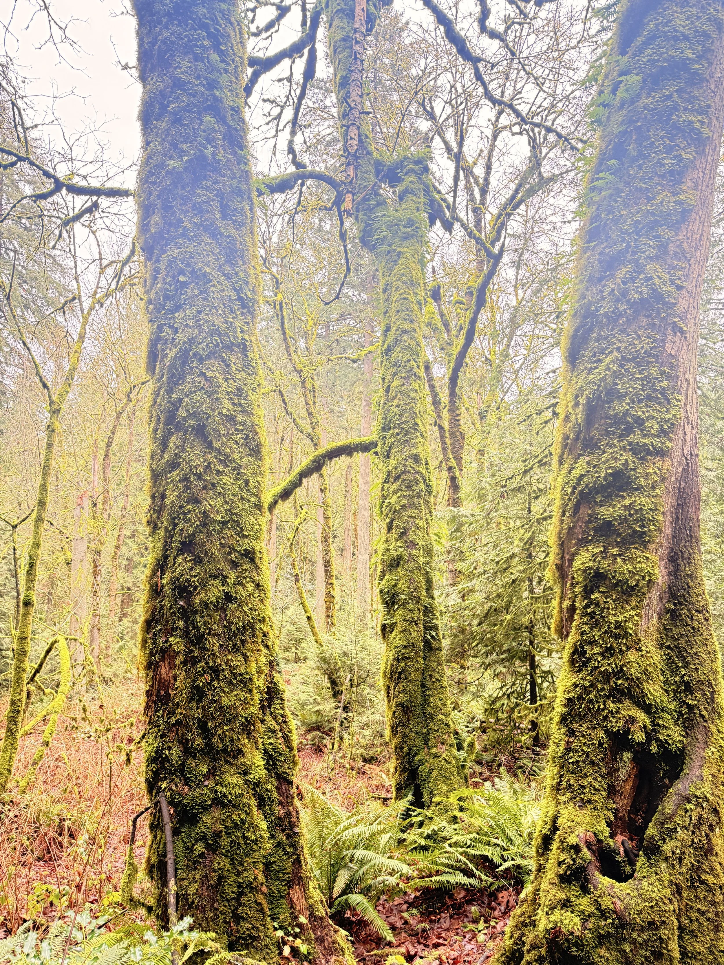Forest with moss-covered trees, ferns on the forest floor, and a bright, foggy atmosphere.