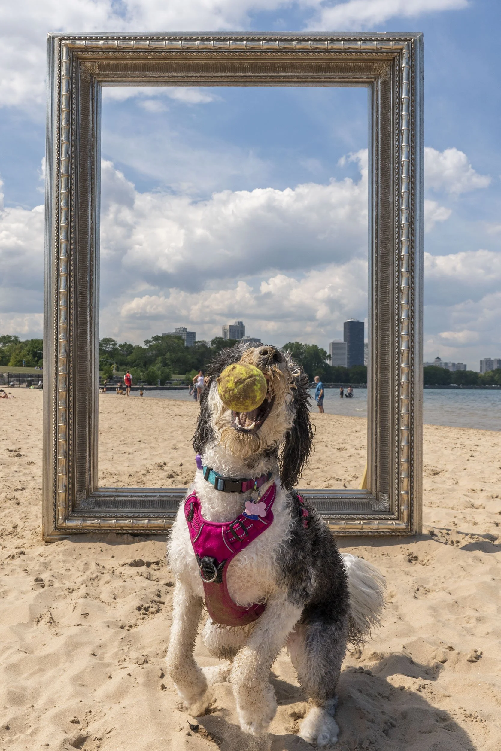 26_FramedinChicago_MontroseDogBeachForWebsite-21.jpg