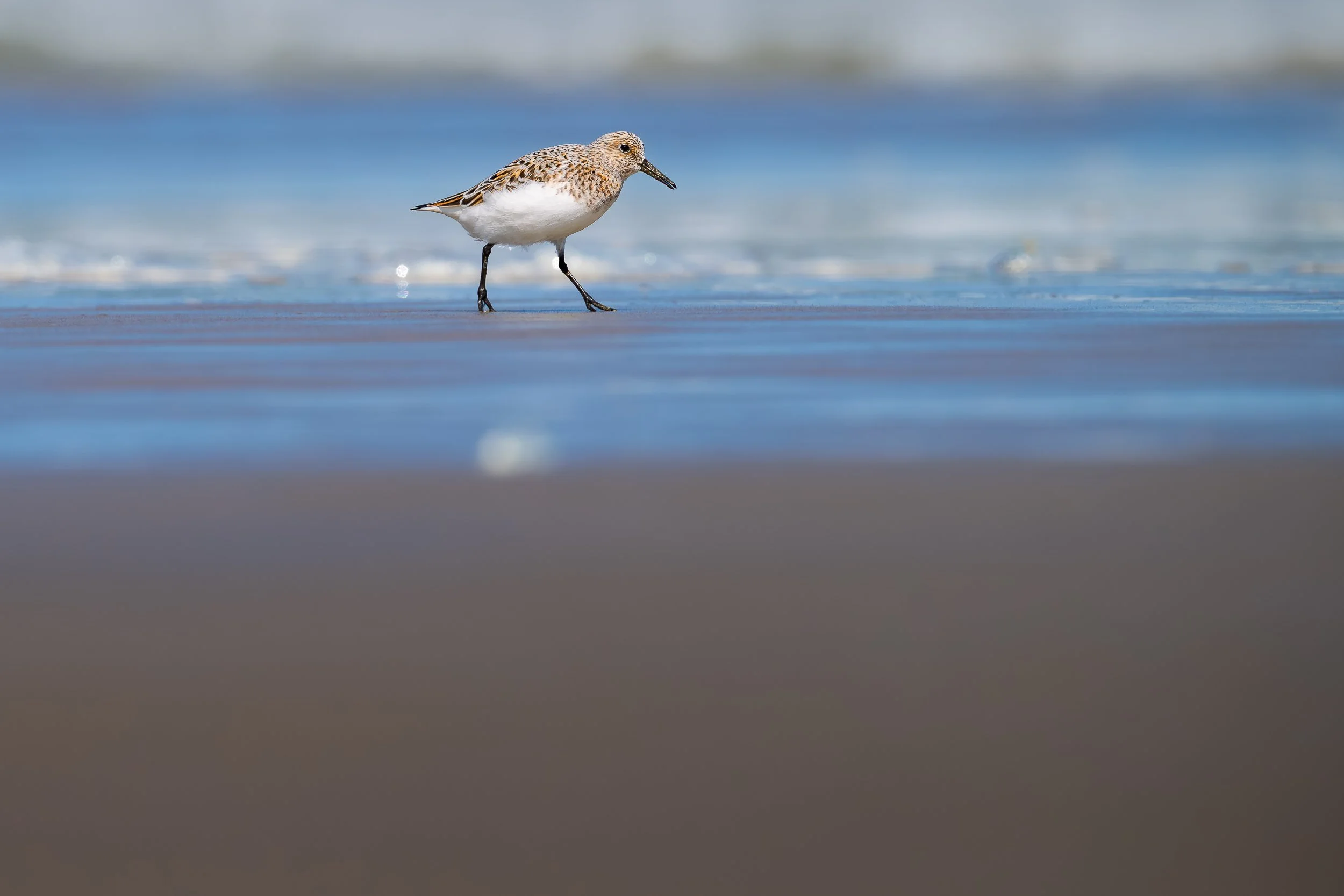 2025Sanderling_on_the_sand.jpg