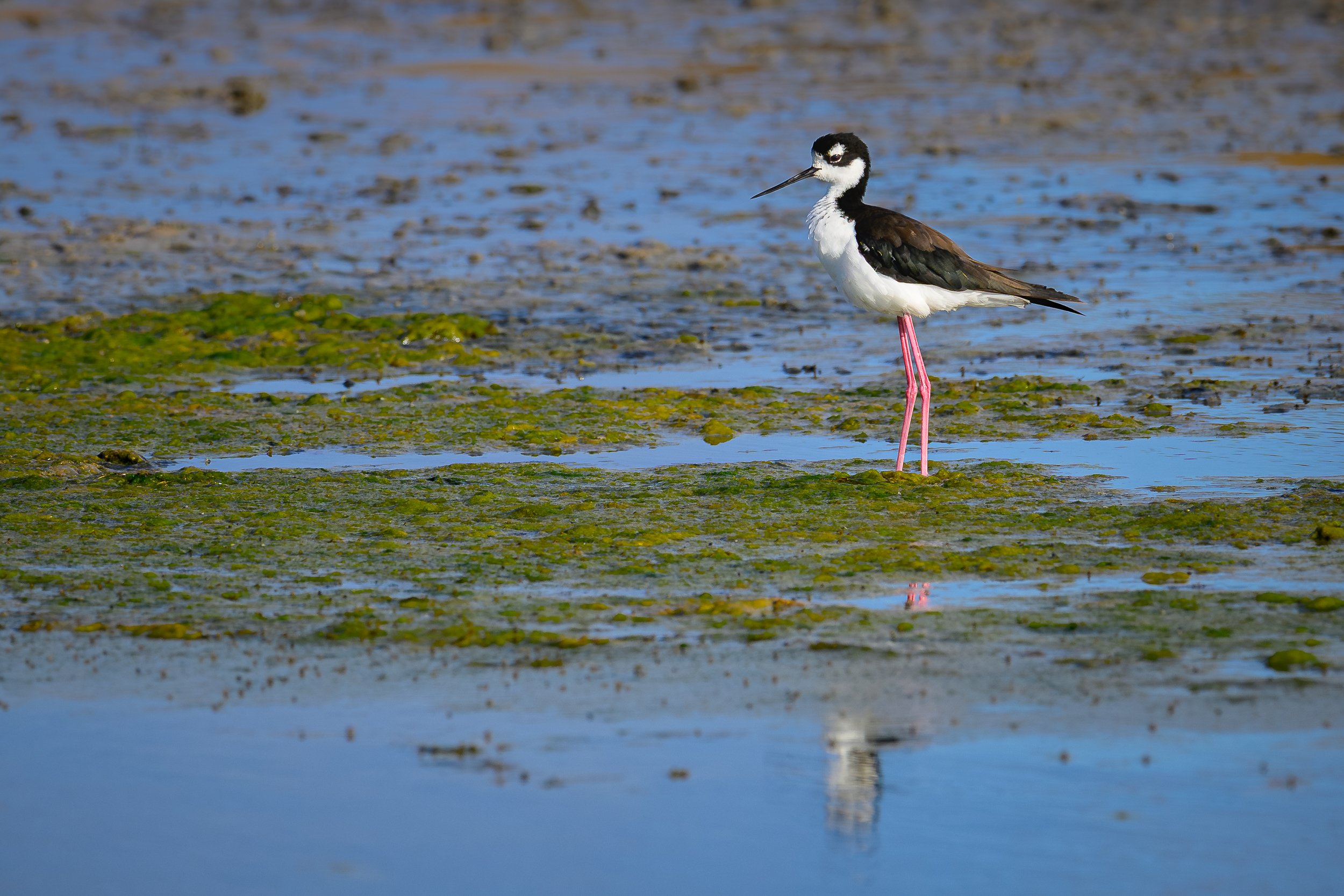 2024black-necked_stilt.jpg
