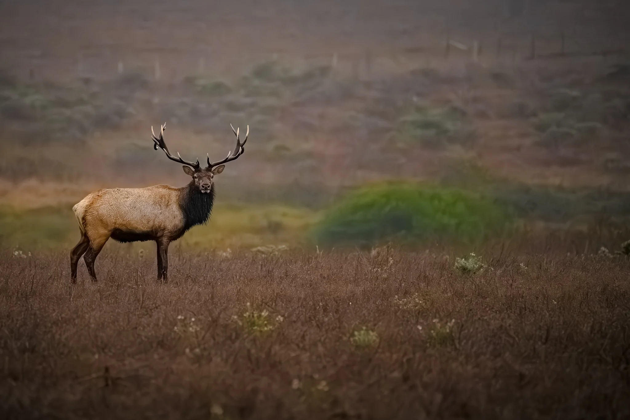 Tule Elk in the Northern California rain