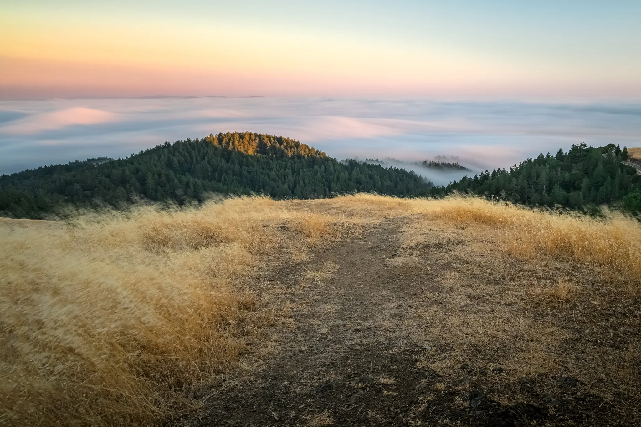 Mt._Tam_fog_.jpg