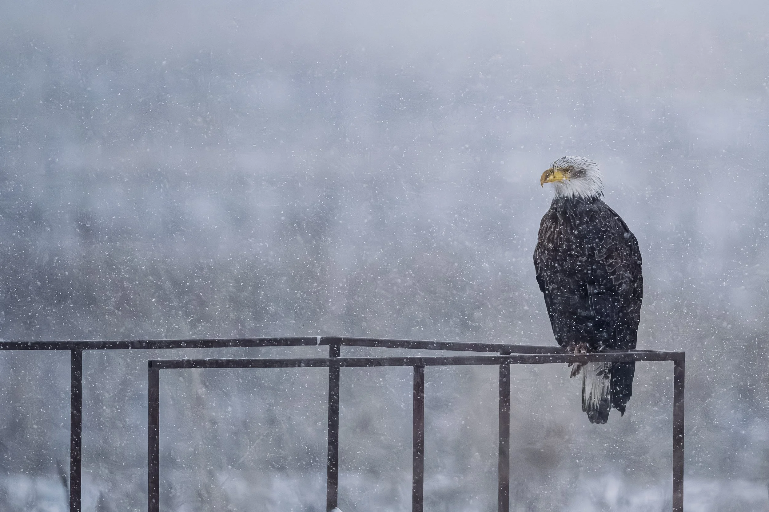 2026bald_eagle_in_the_snow2.jpg