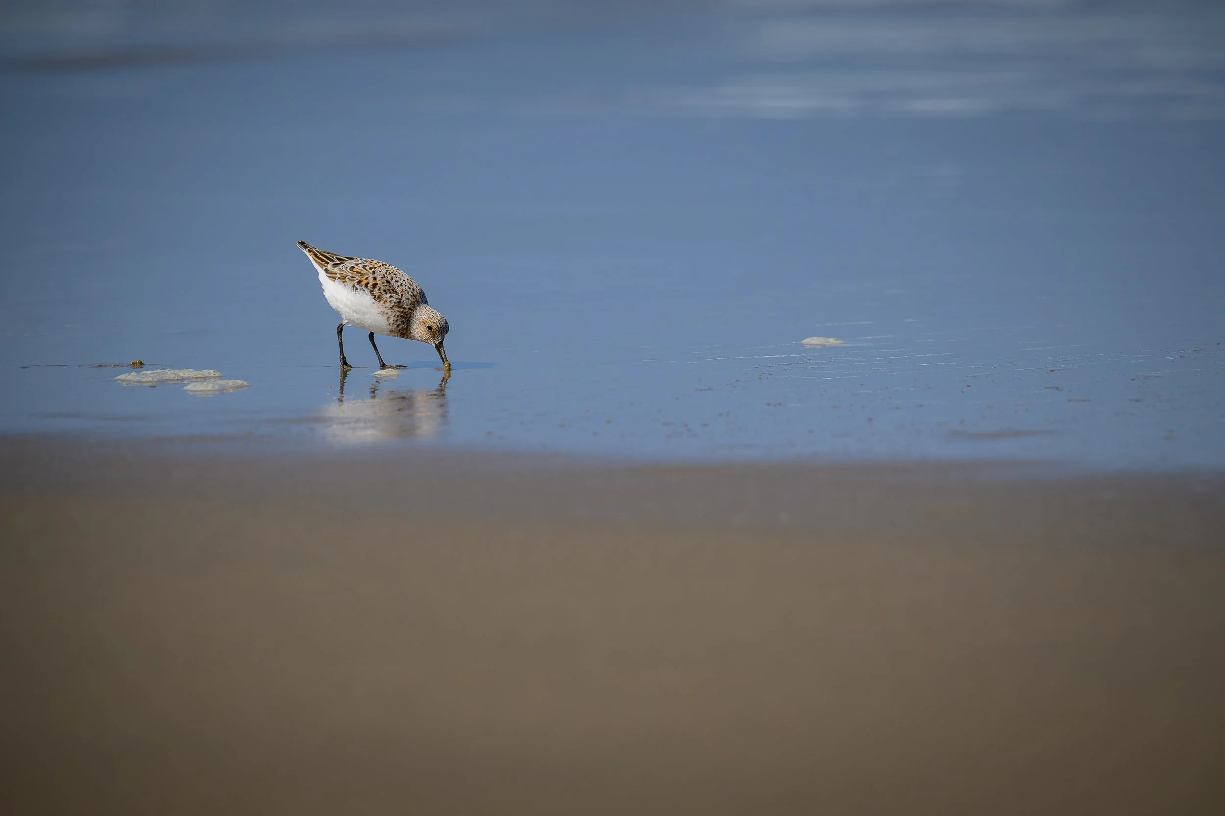 2025sanderling_snack.jpg