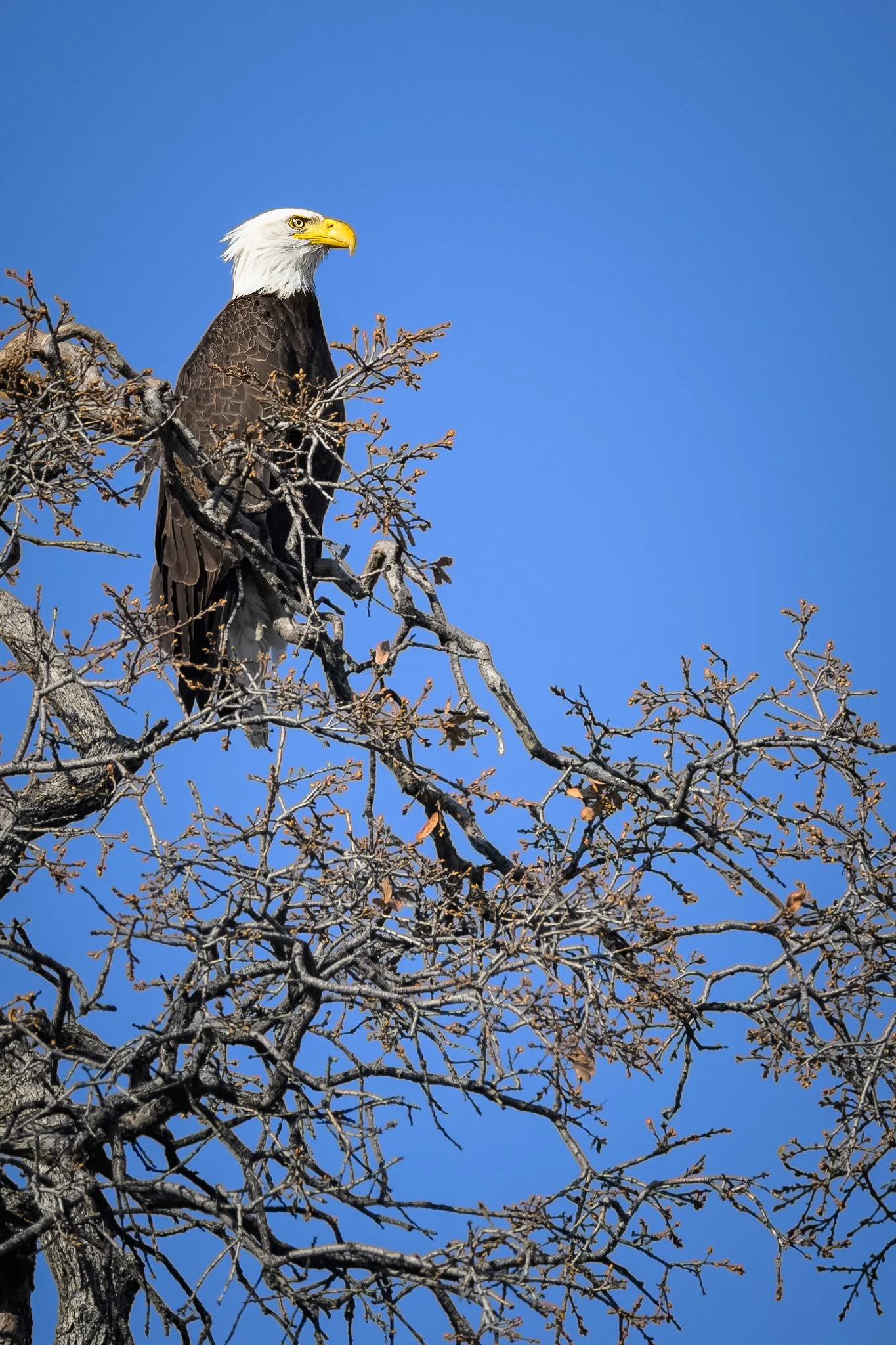bald-eagle001.jpg