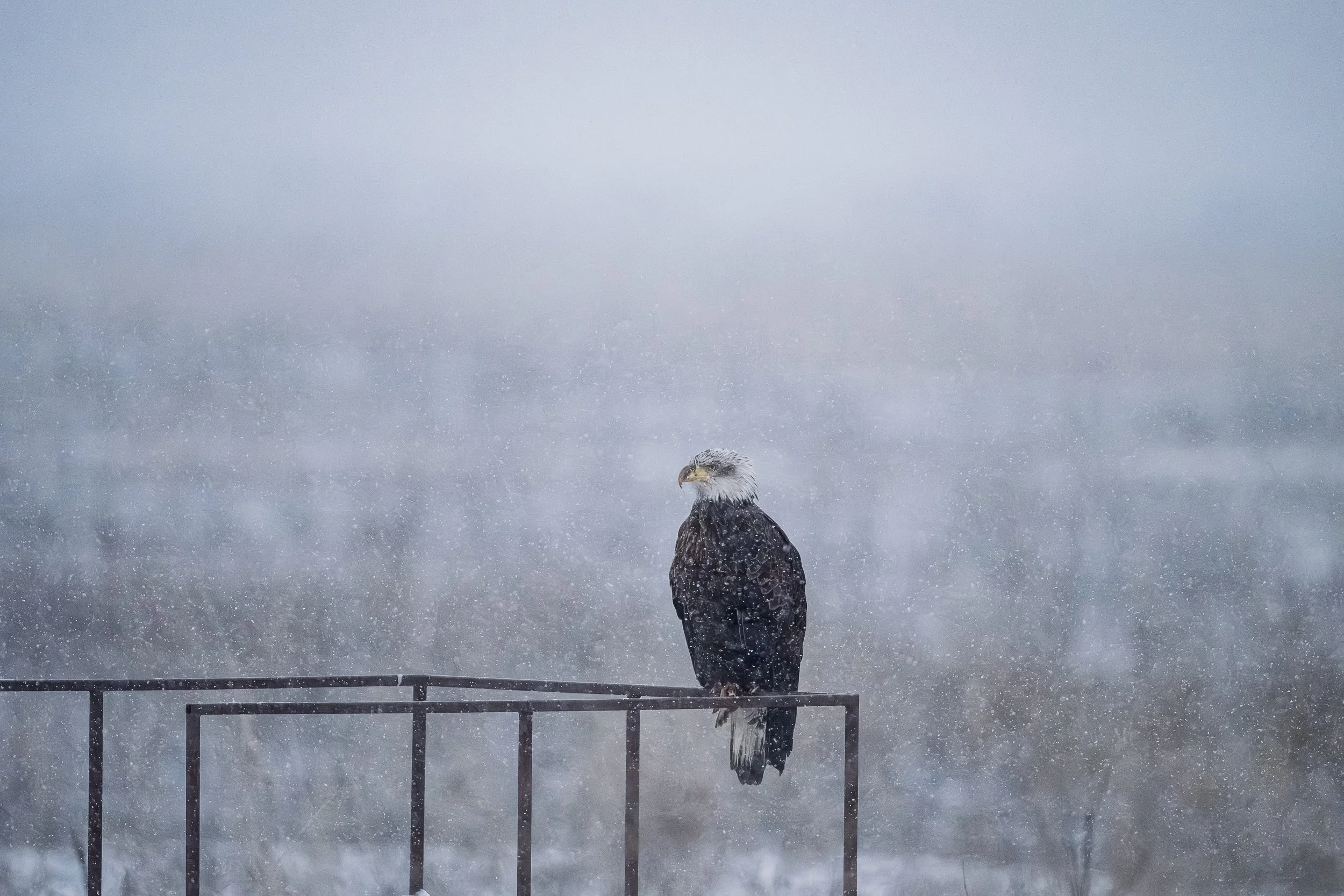 2026bald_eagle_in_the_snow.jpg
