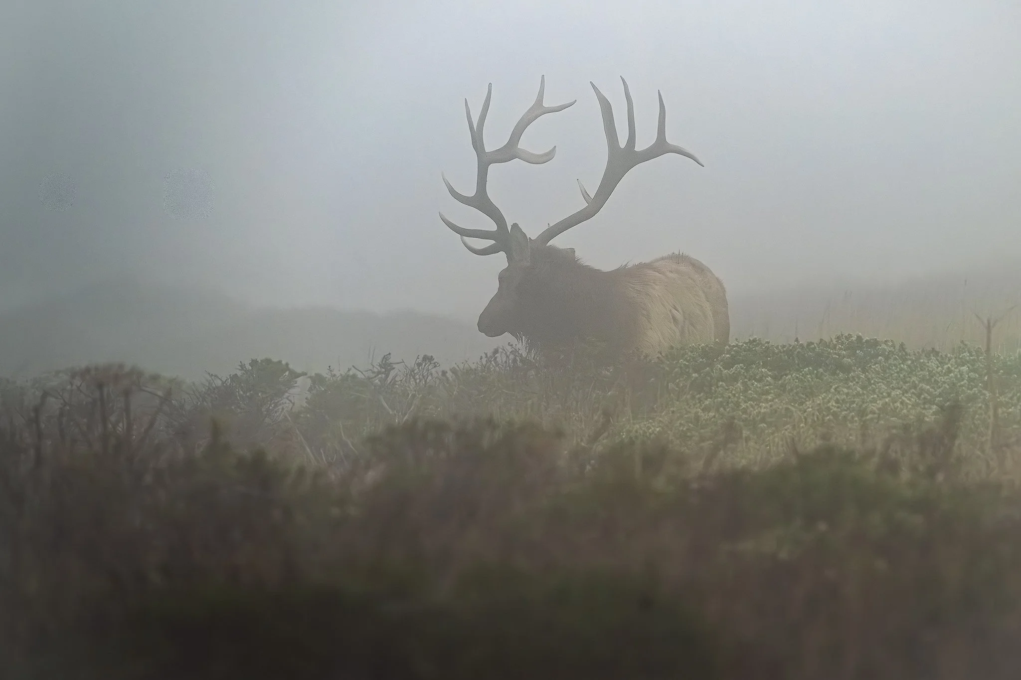 A male tule elk with big horns surrounded by dense fog in Northern California