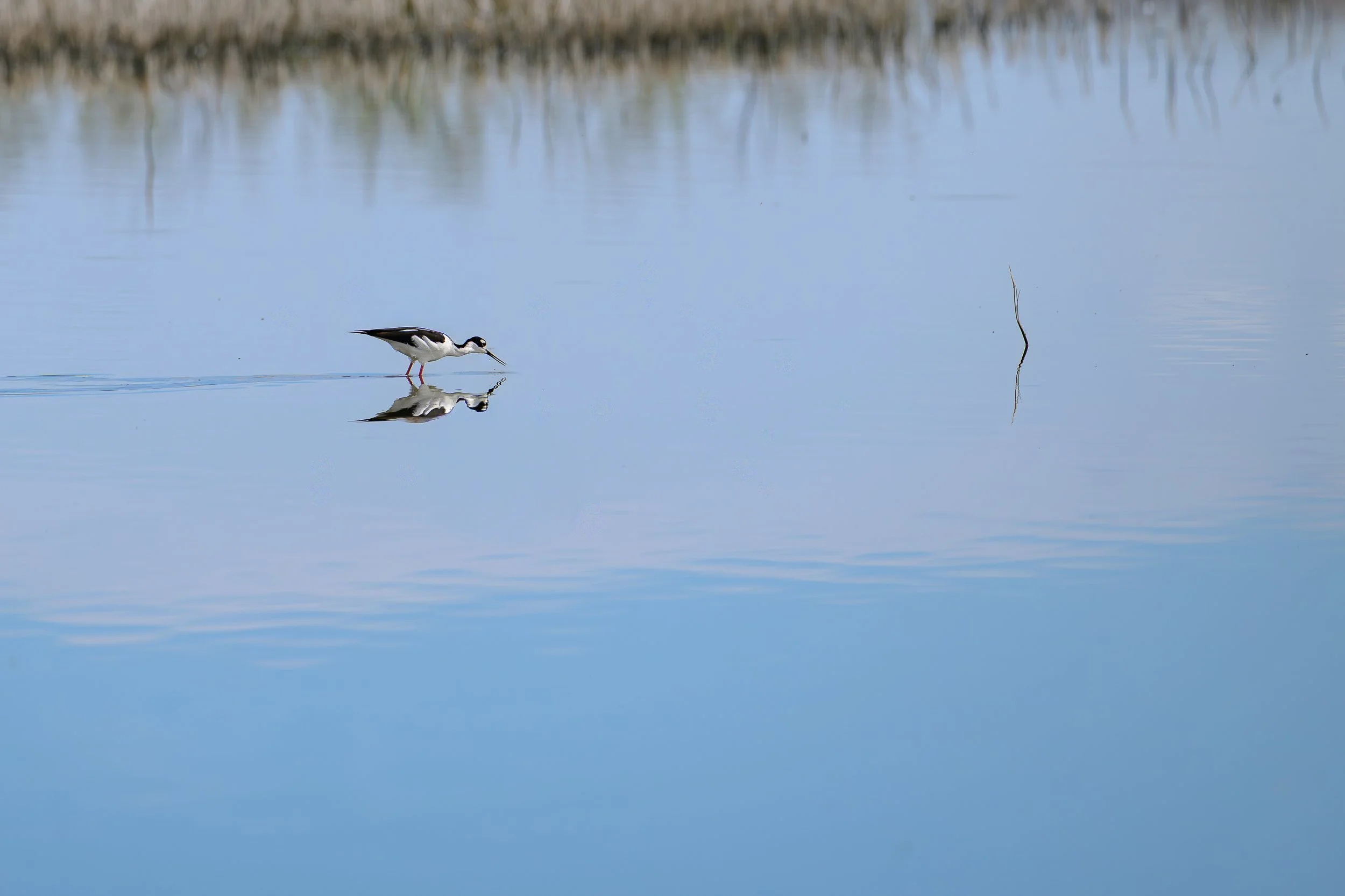 2025Black-necked_Stilt.jpg