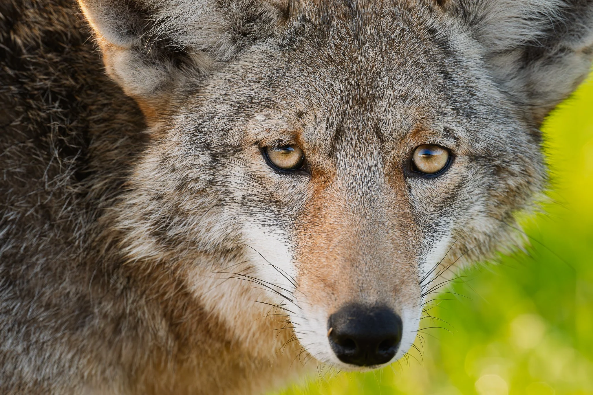 Northern California coyote portrait