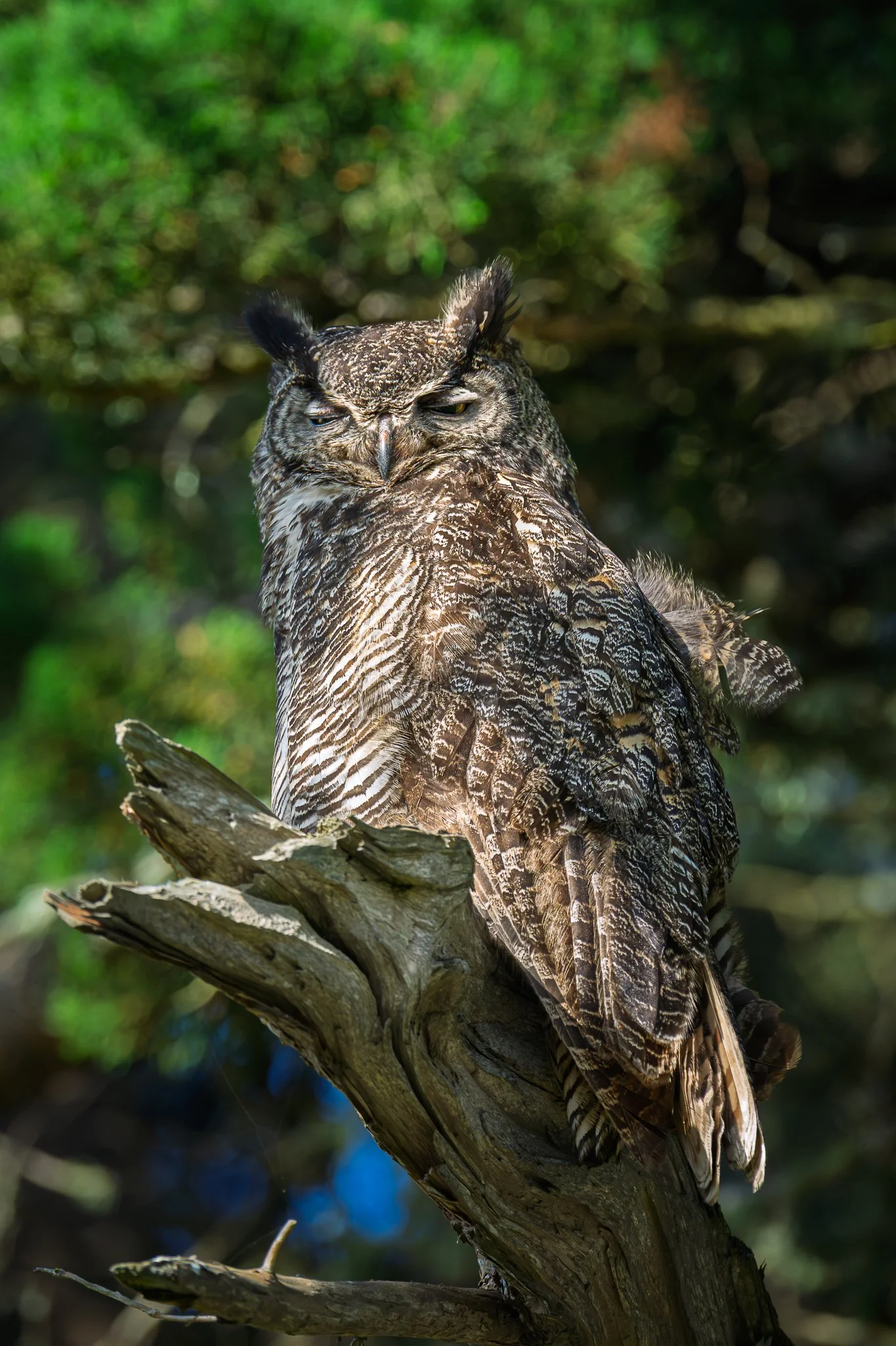 Great_horned_owl_-05-04-25.jpg