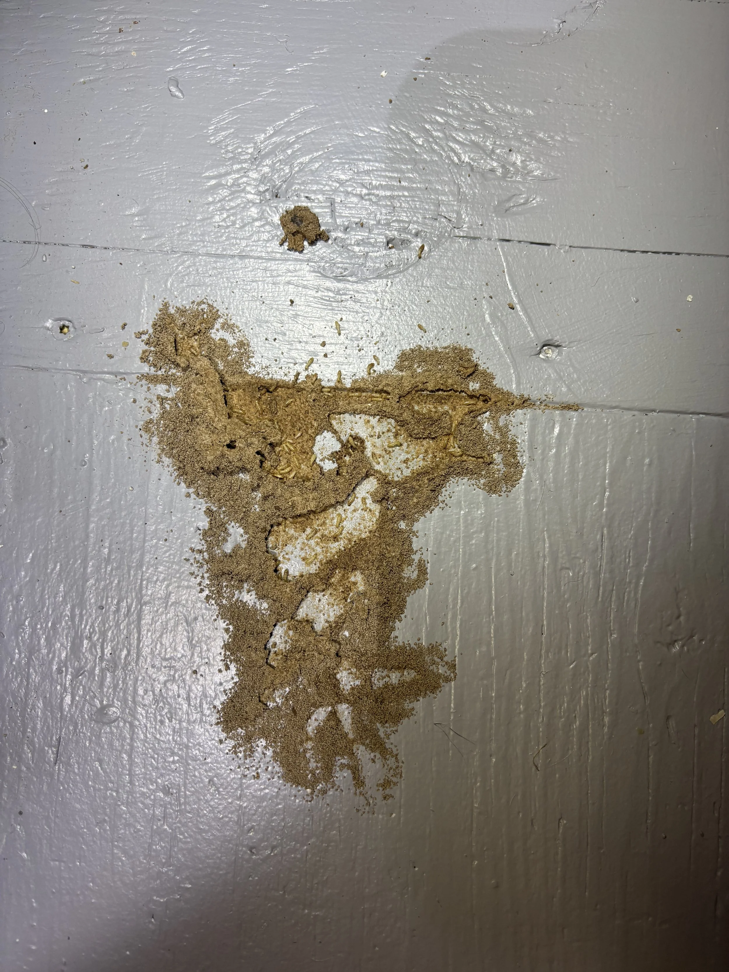 termite nest