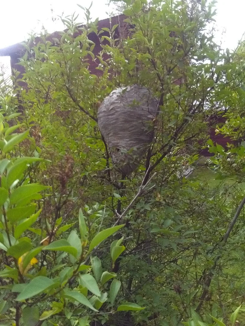 wasp nest in tree