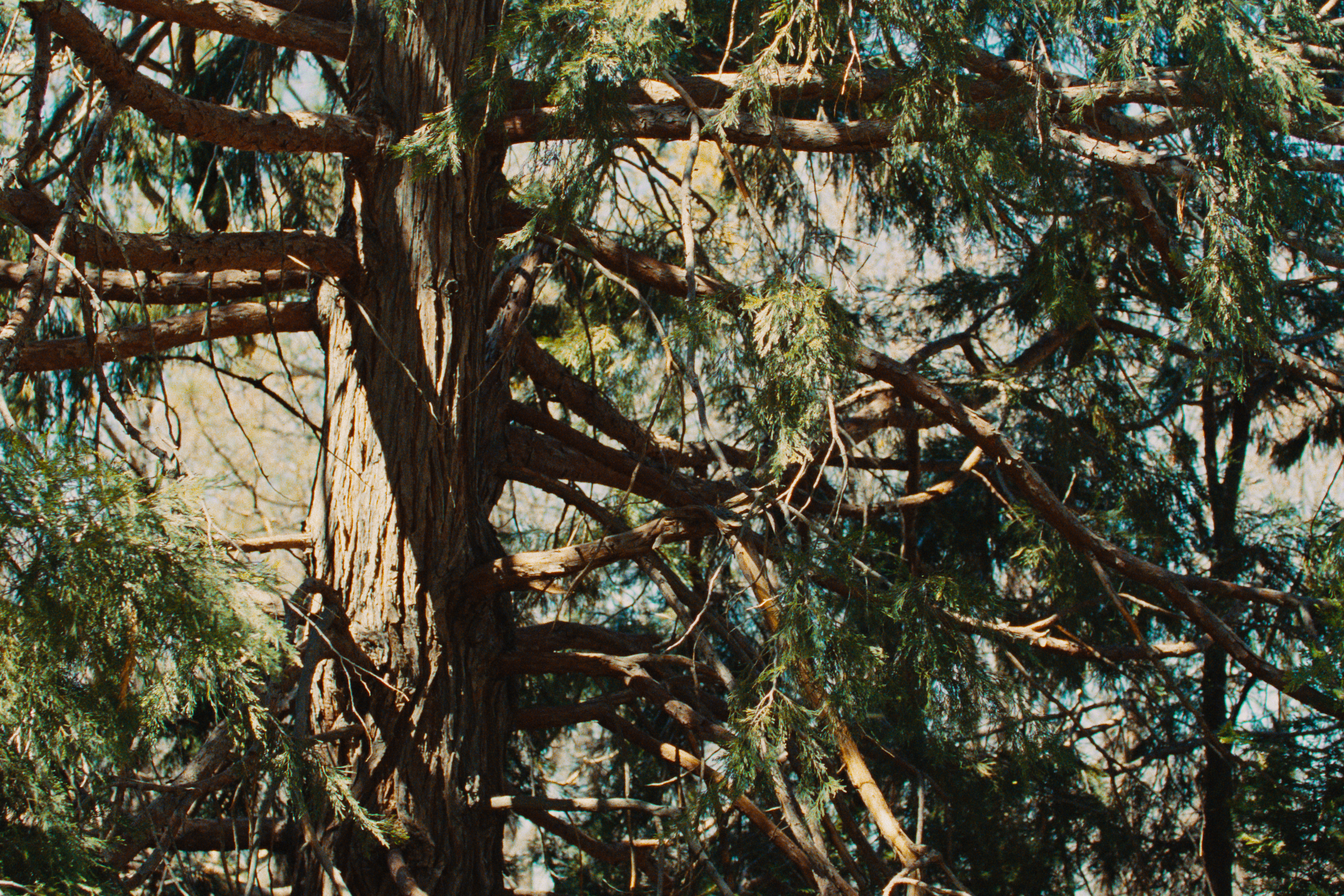 Close-up view of a tall pine tree with thick textured bark, green pine needles, and branches extending outward, set against a bright sky.
