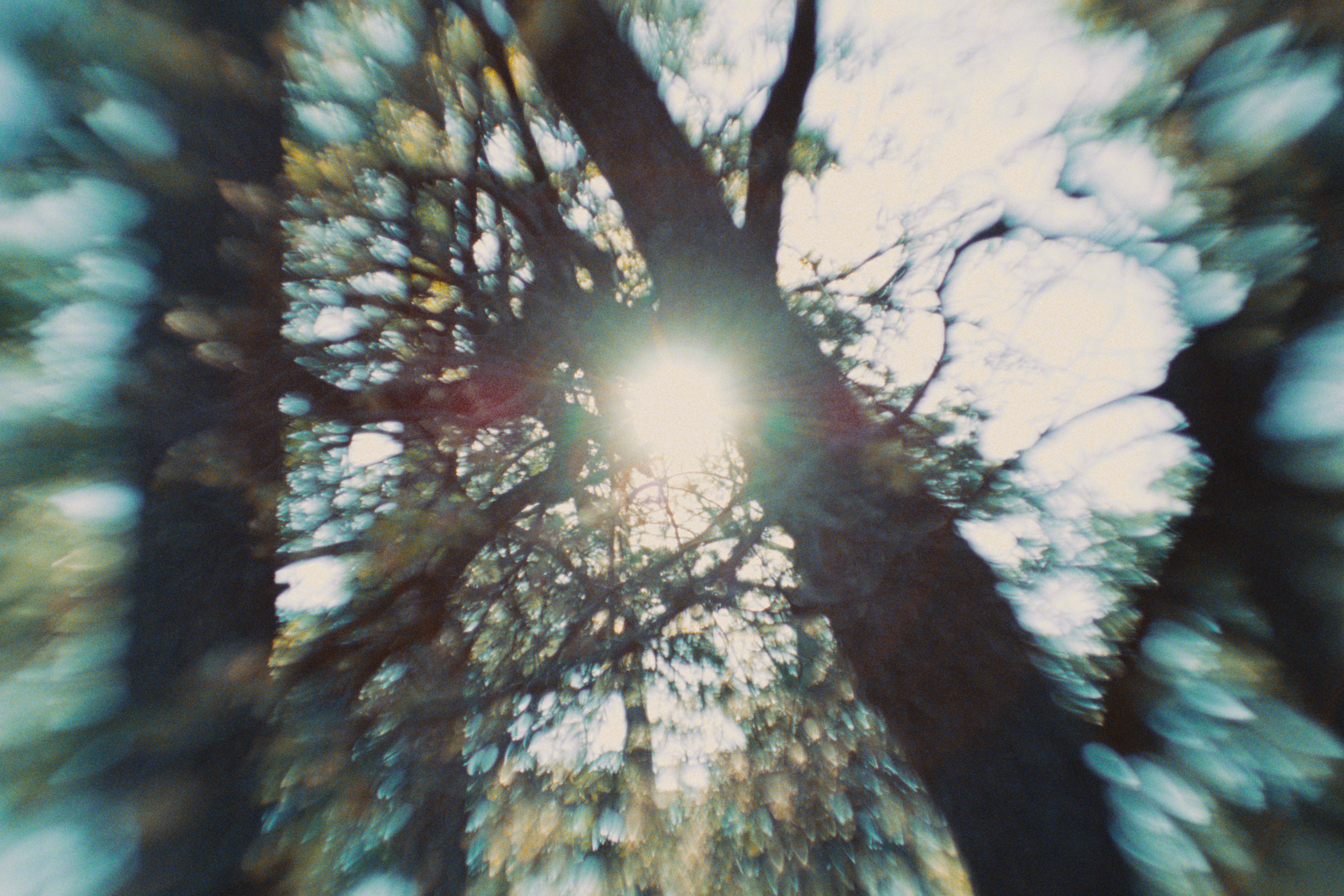 Blurred view of tree branches with sunlight shining through the leaves, creating a bokeh effect.
