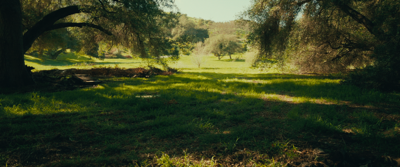 A serene nature scene with green grass, large trees on either side, and a sunlit clearing in the background.