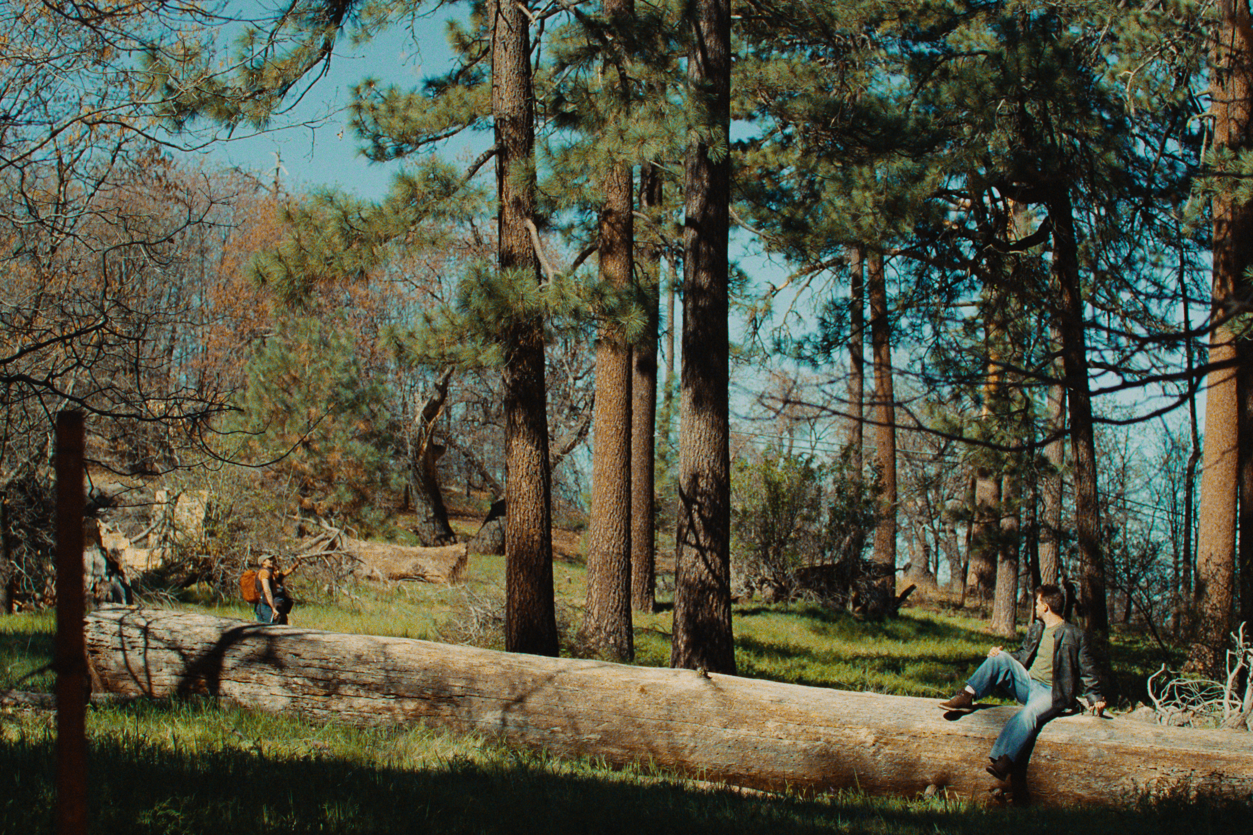A forest trail with tall pine trees and a fallen log in the foreground. There are two people sitting on the log, one wearing a backpack and the other with a hat in hand, both enjoying the outdoors on a sunny day.