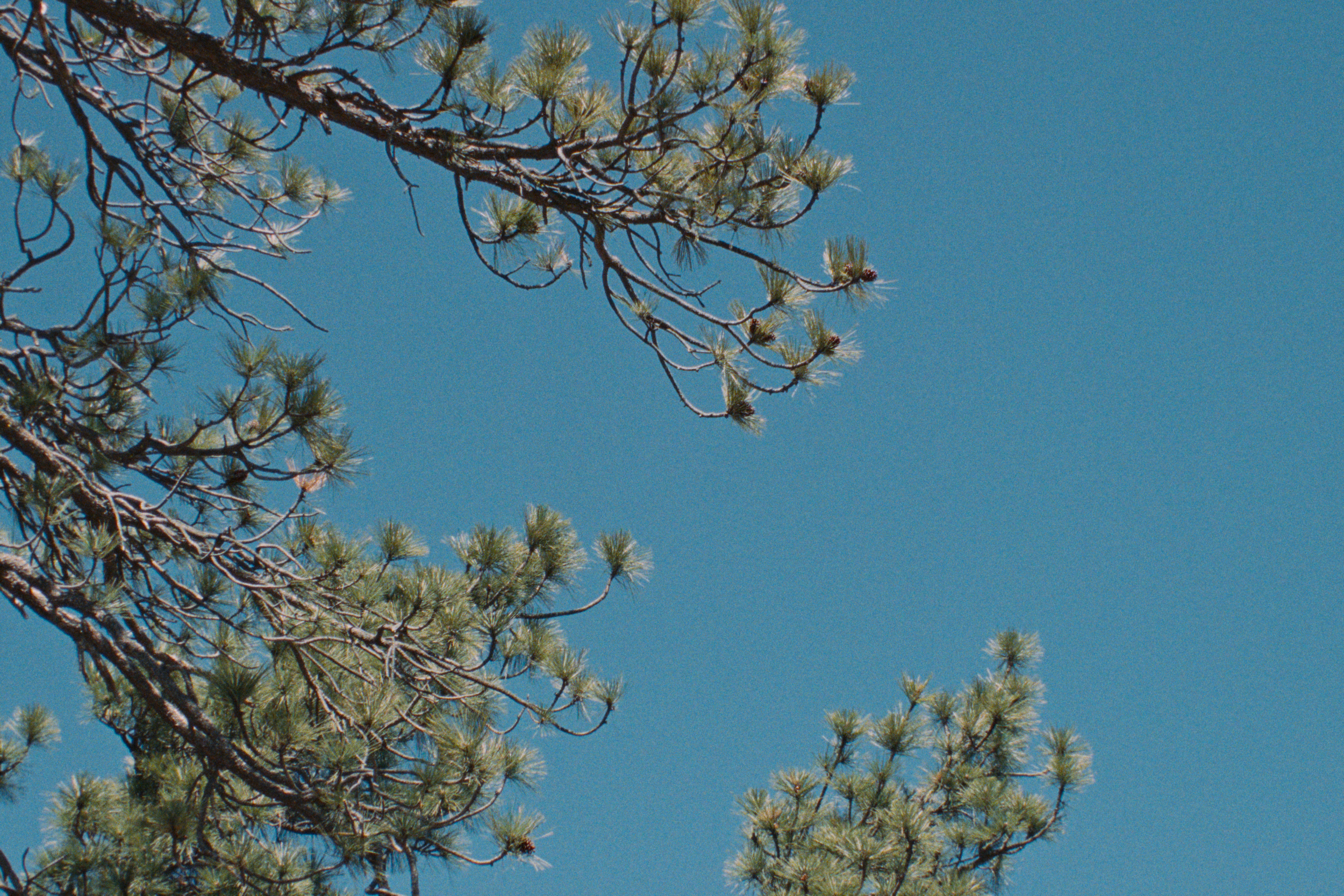 Tree branches with pine needles against a clear blue sky.