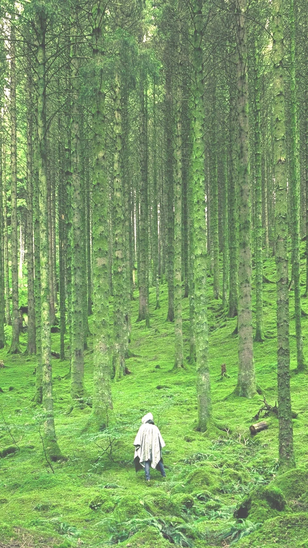 because I am forest.jpg