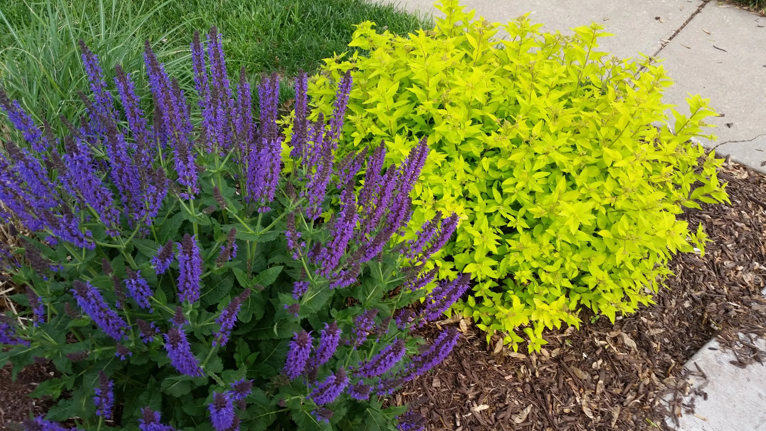 Purple flowering plant and a yellow-green leafy shrub in a garden bed with mulch, next to a sidewalk.