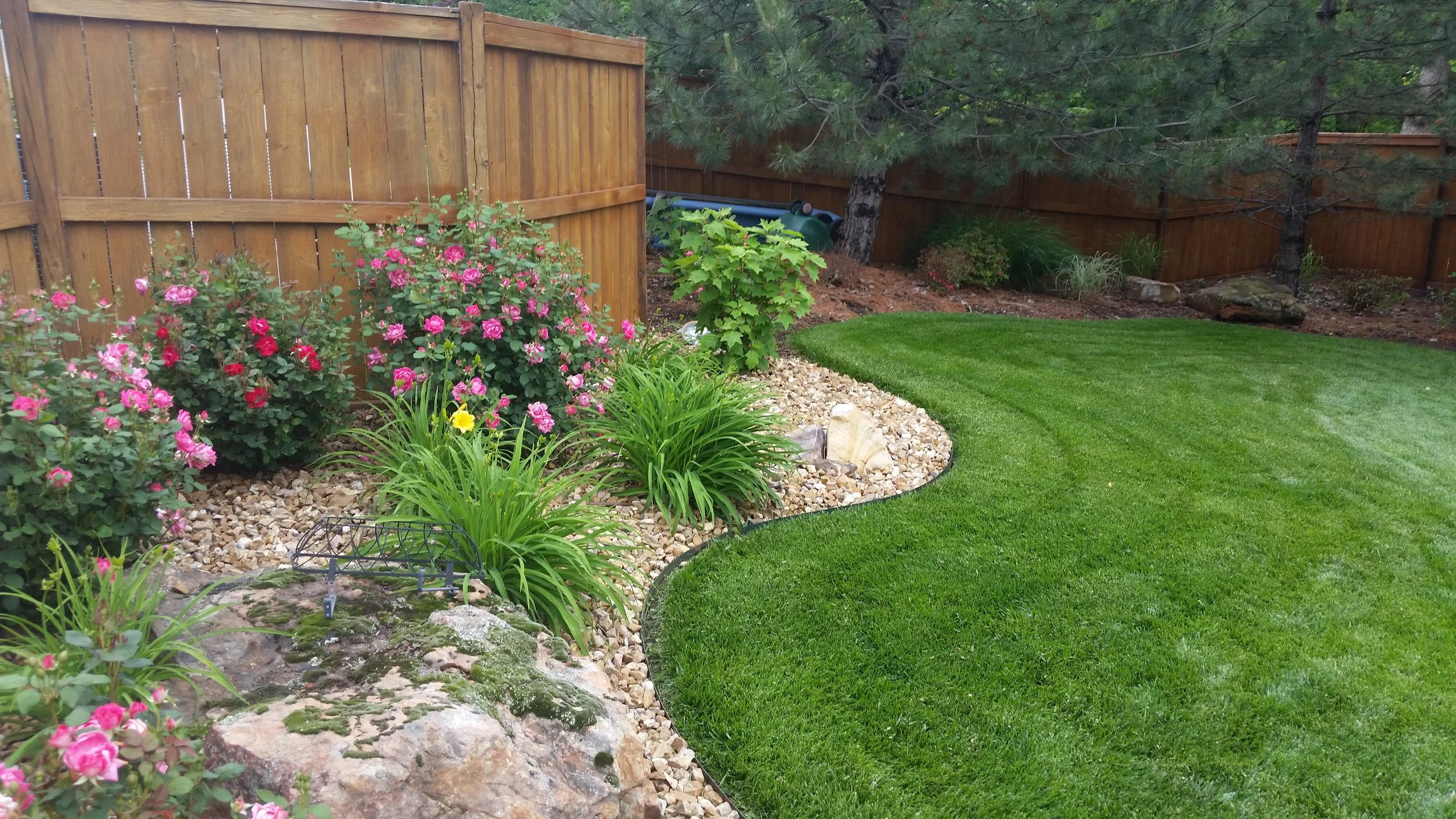 A well-maintained backyard with a green lawn, pink flowering bushes, various plants, a small stream of rocks, and a wooden fence with trees in the background.