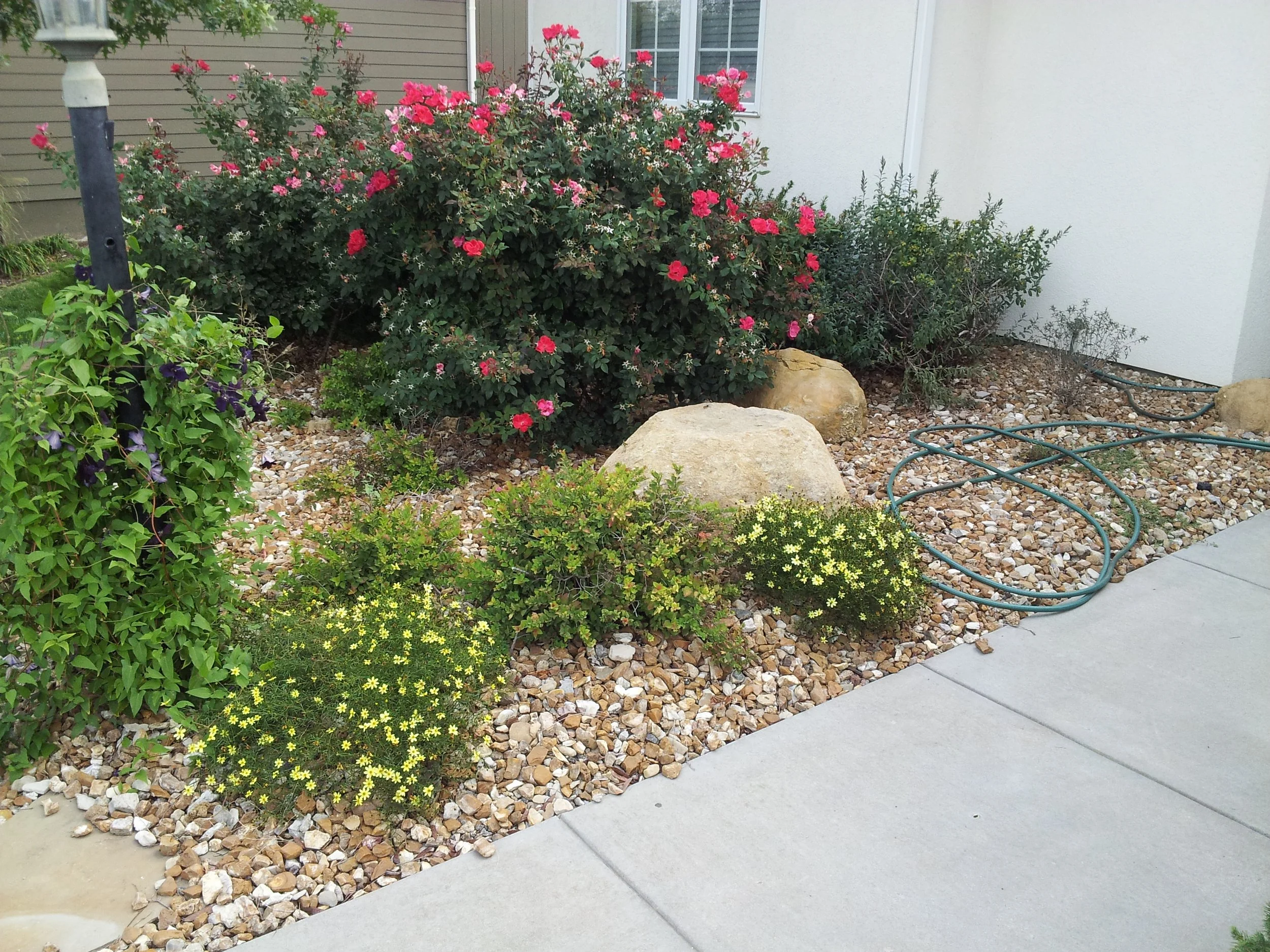 A decorative garden bed with flowering bushes, large rocks, a garden hose, and mulch, next to a concrete sidewalk and the side of a house.