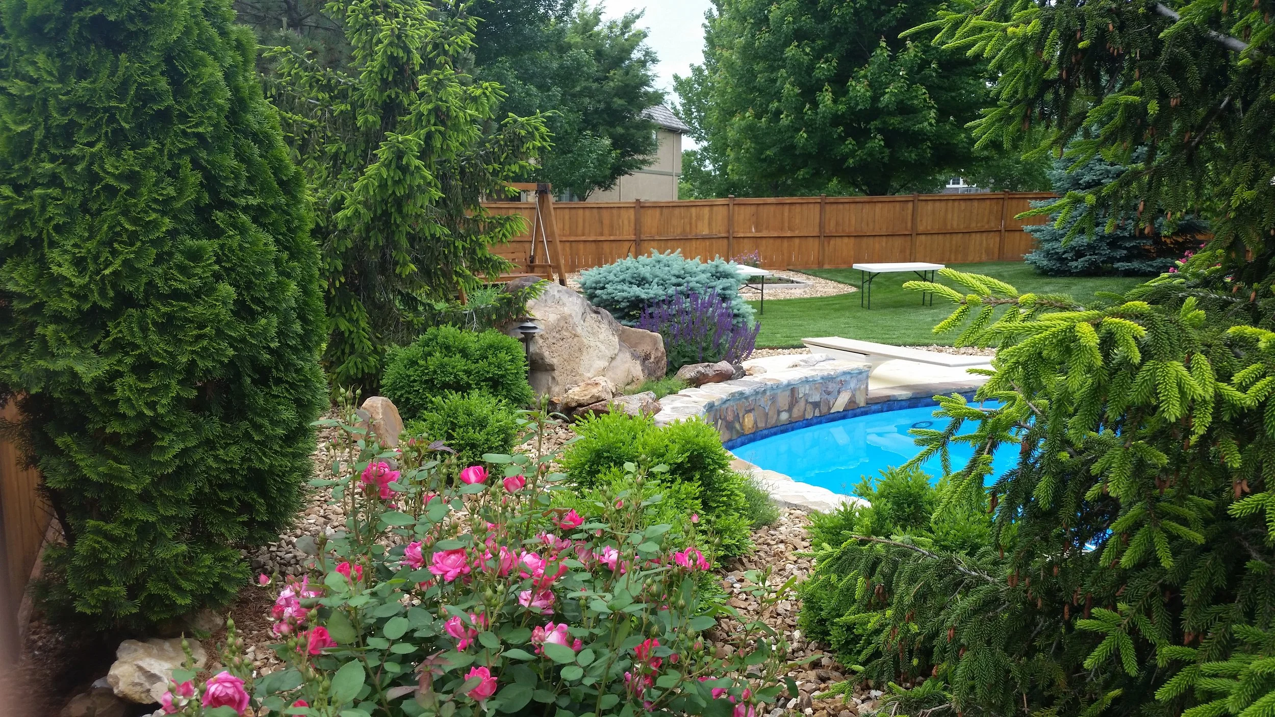 A backyard garden with a small blue pool surrounded by lush green bushes, pink roses, evergreen trees, and decorative rocks, enclosed by a wooden fence.