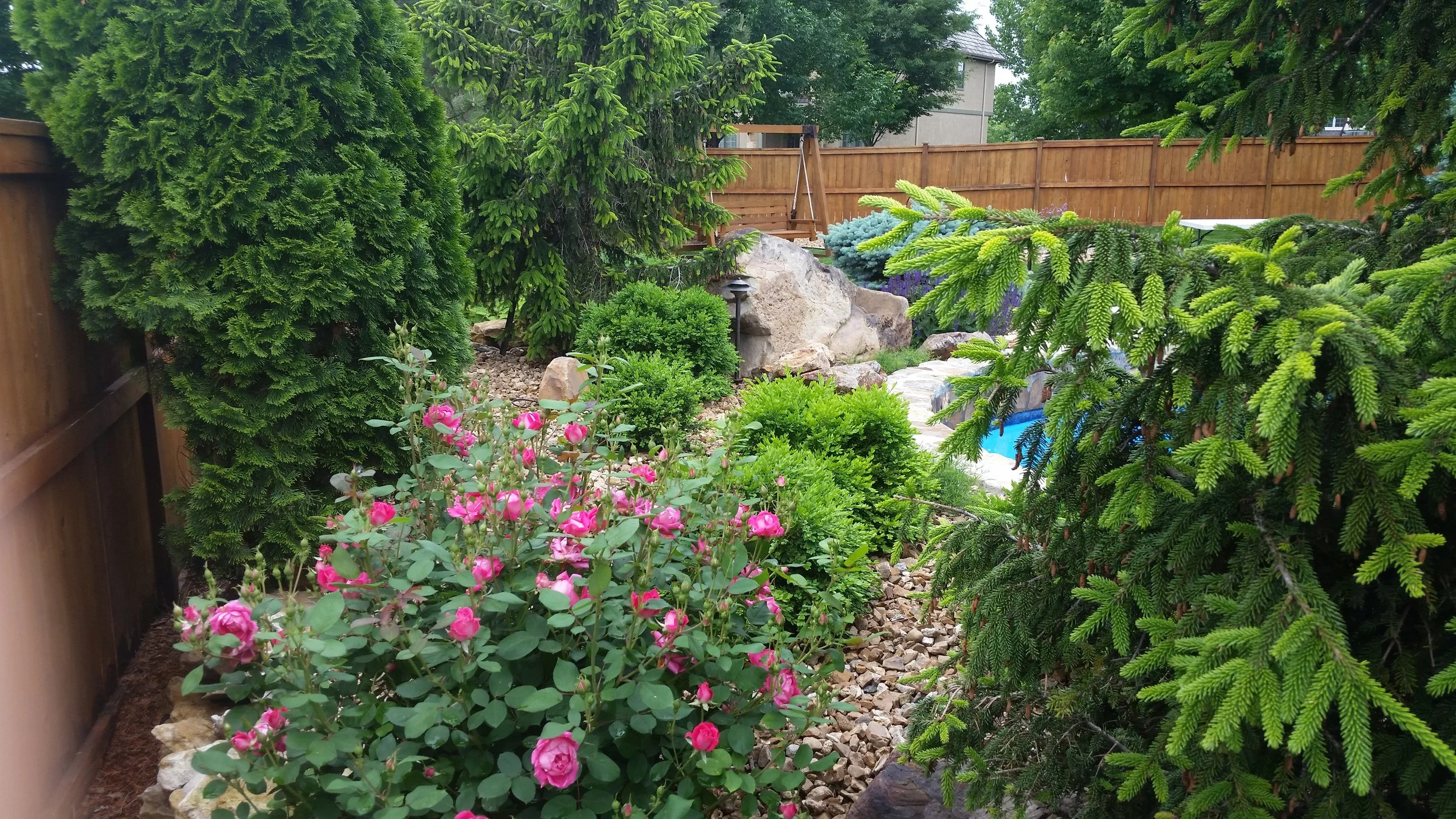 A lush backyard garden with various green trees, pink roses, a stone pathway, and a glimpse of a pool behind the foliage. There is a wooden fence enclosing the area.