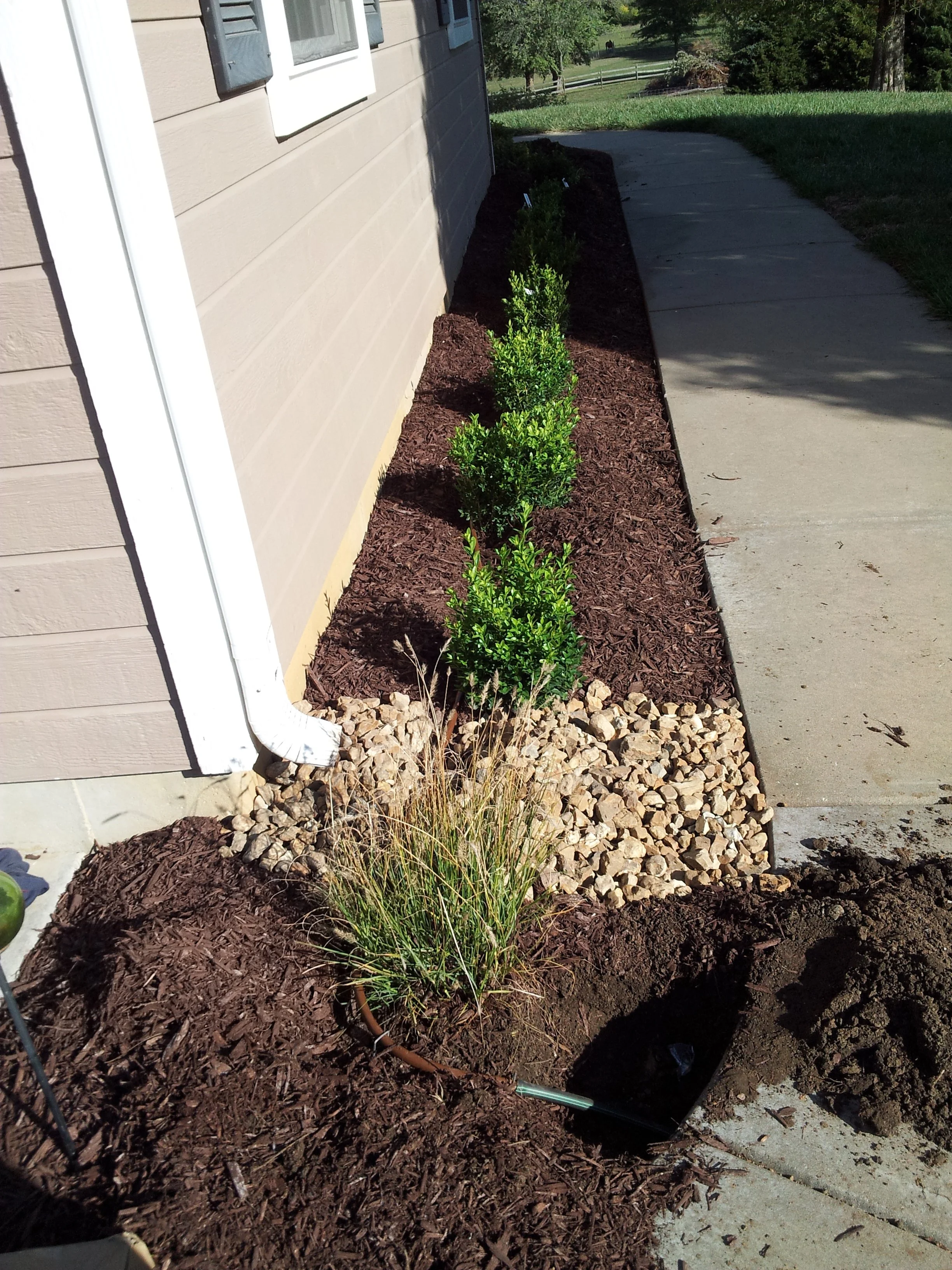 Newly planted bushes along Sidewalk in front of house with beige siding and window, covered in mulch and decorative rocks.