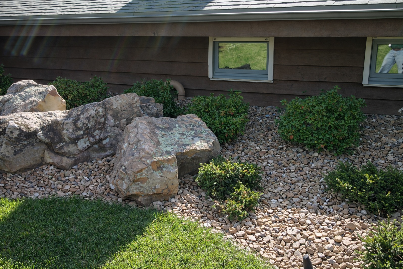 Bushes and rocks in a landscaped yard with a house wall and windows in the background.