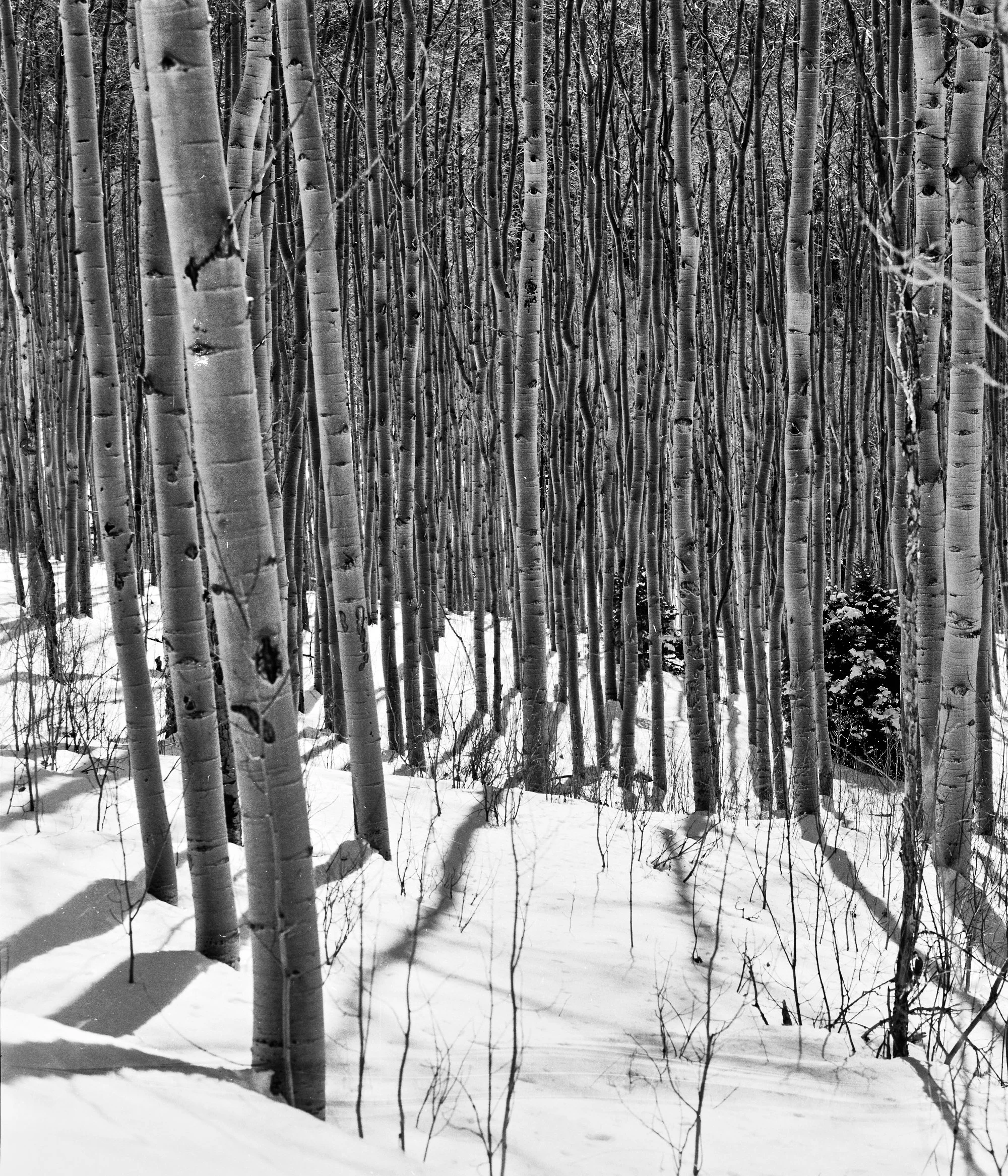Aspens in the snow. Sangre de Cristo Mountains.
