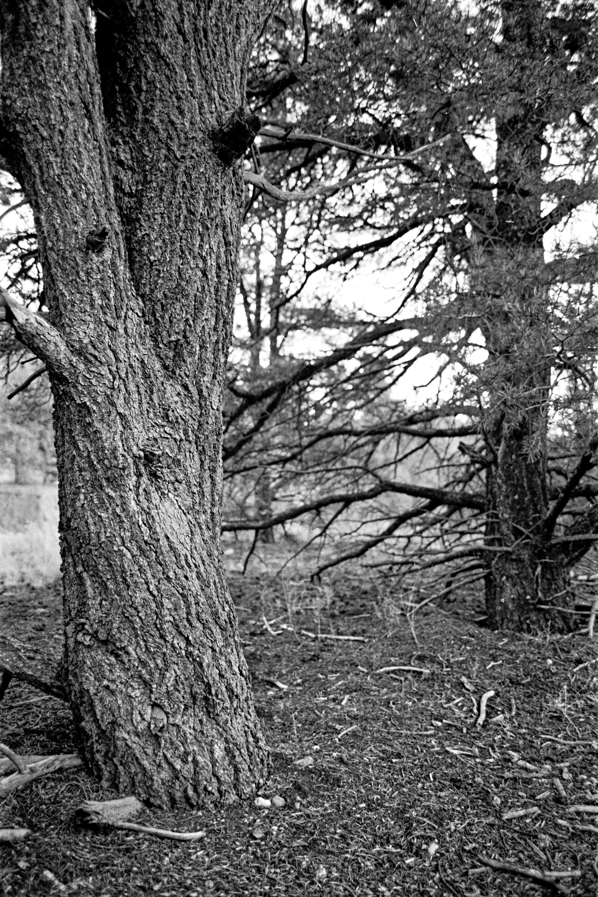 REPROCESSED Winter 2026 Contax Jan 10 2026 003.jpg