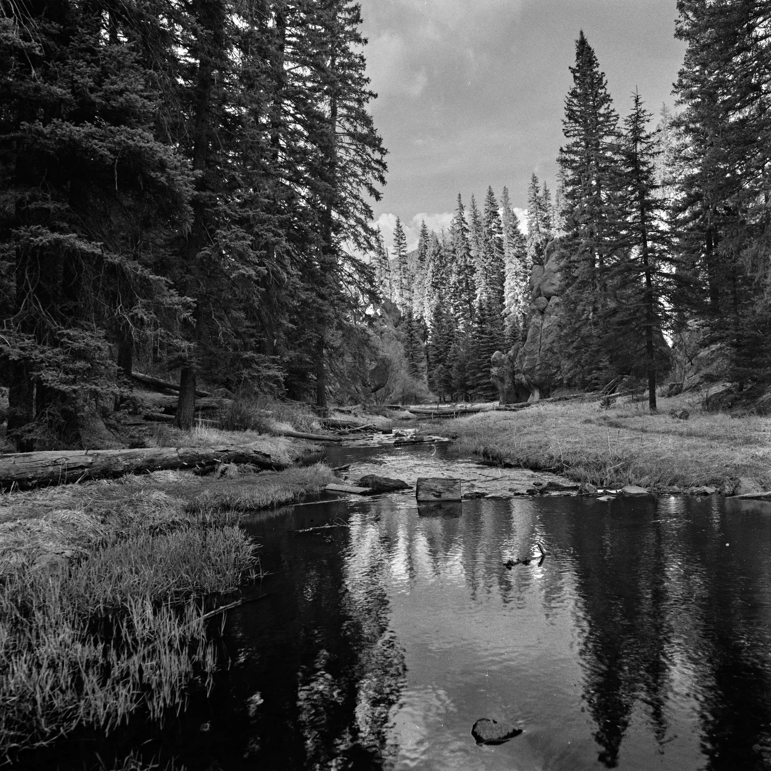 The Forests