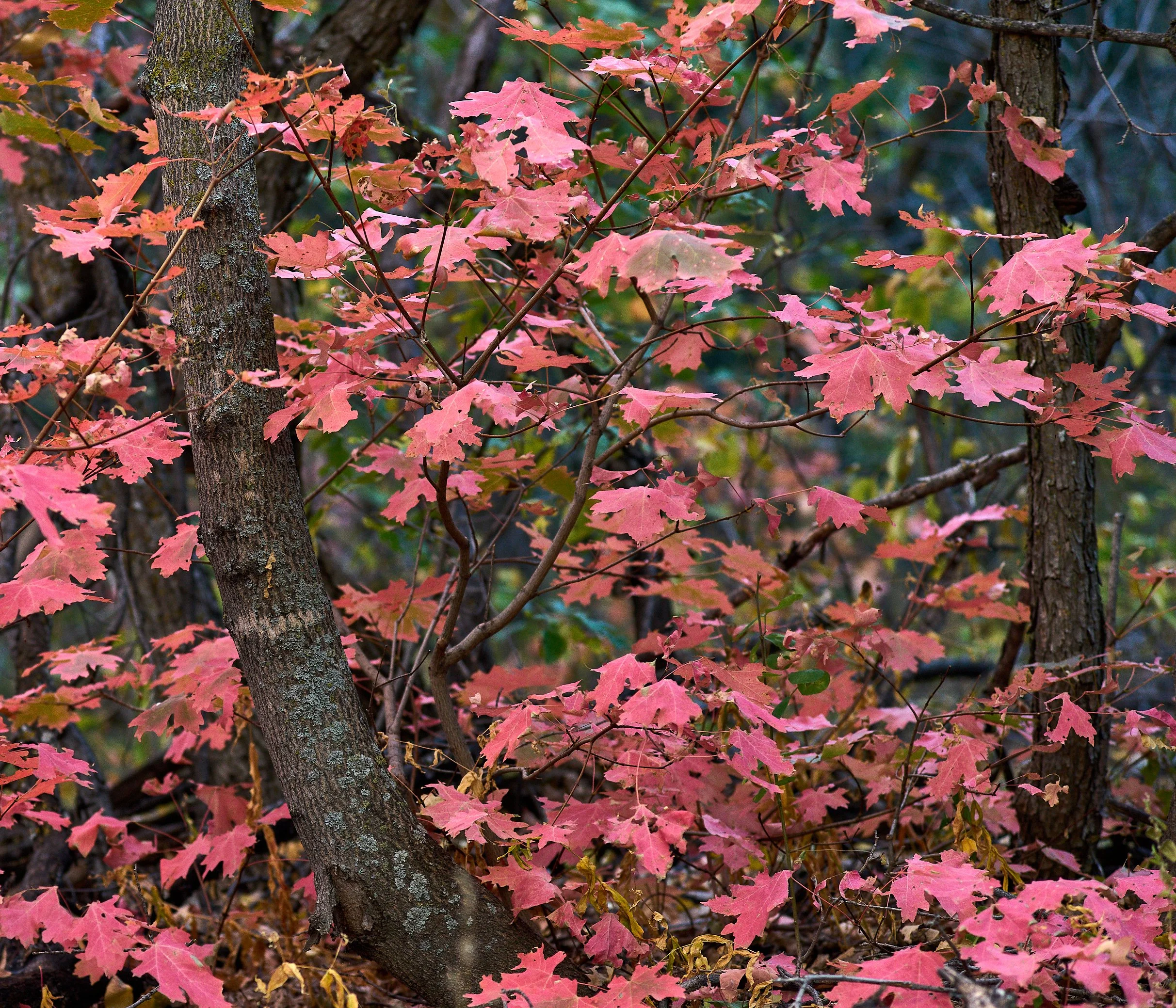 Manzano MountainsOct 02 2024 0194a.jpg